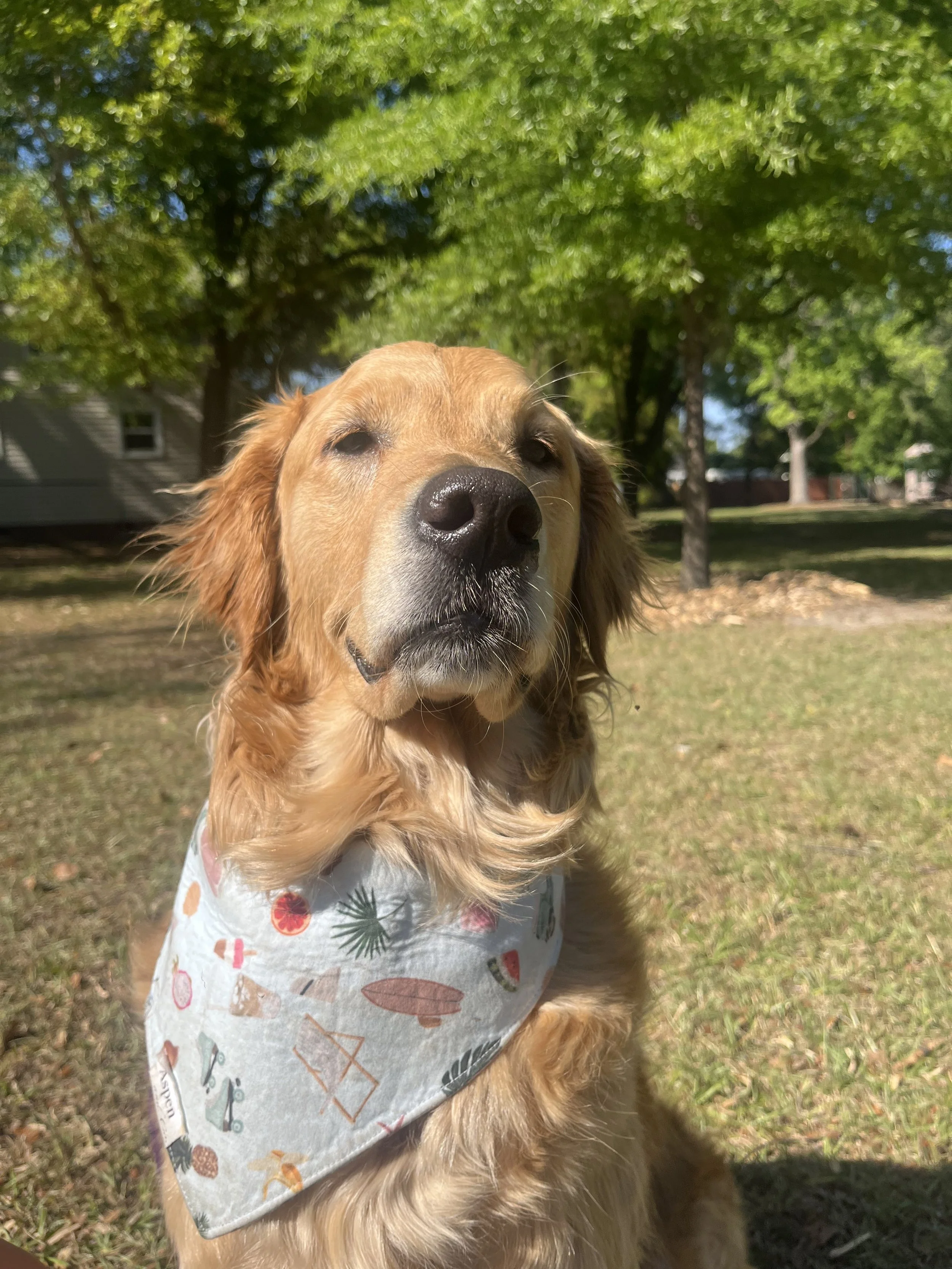 Building a UGC Marketing Strategy Around the Office Dog