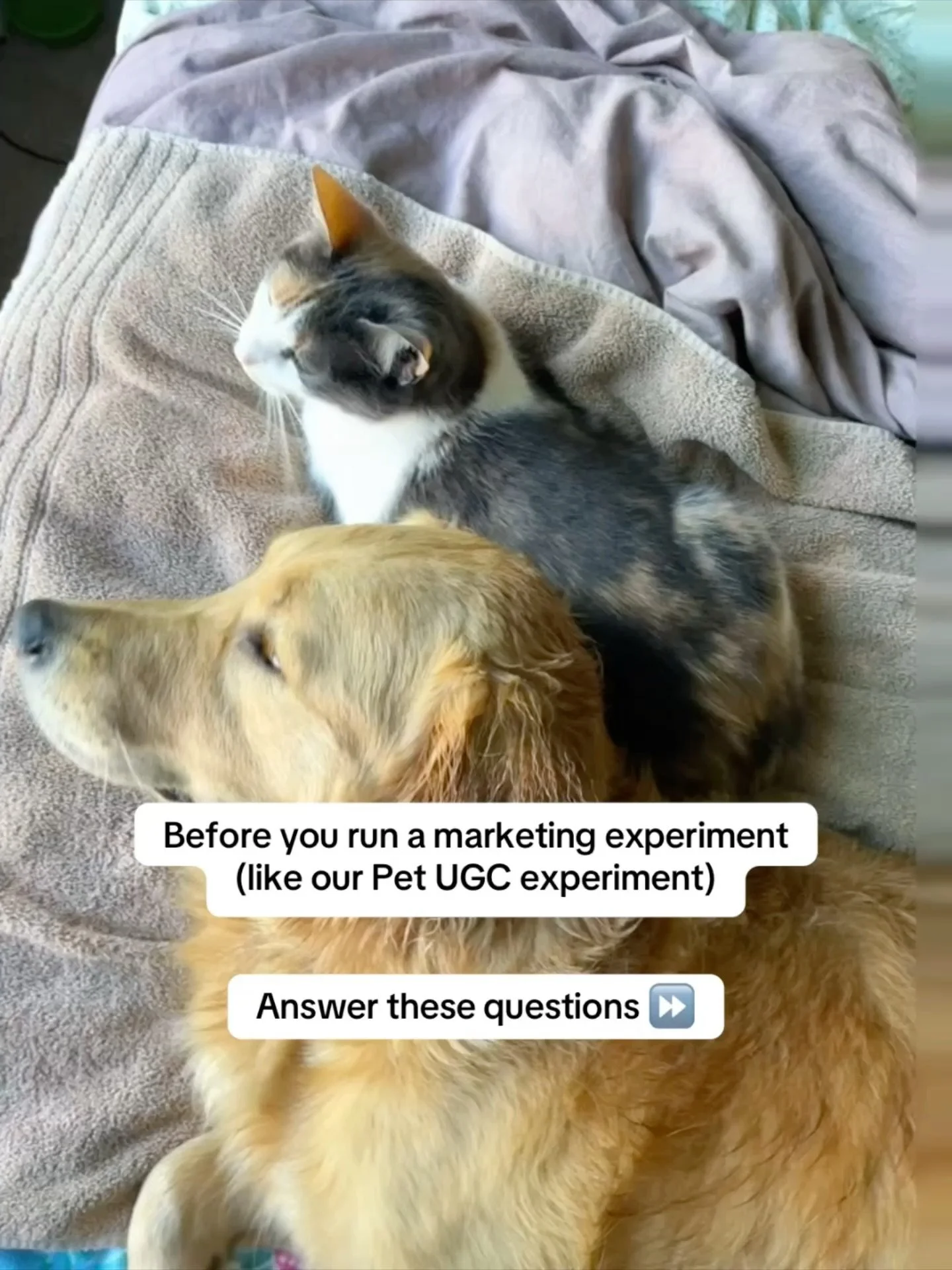 A marketing experiment without a schedule??

That&rsquo;s just a task you check off every week but don&rsquo;t get the ROI from. Follow @bettiethedog for weekly reports on our experiment. 

#petugc #usergeneratedcontentcreation #marketingexperiment #