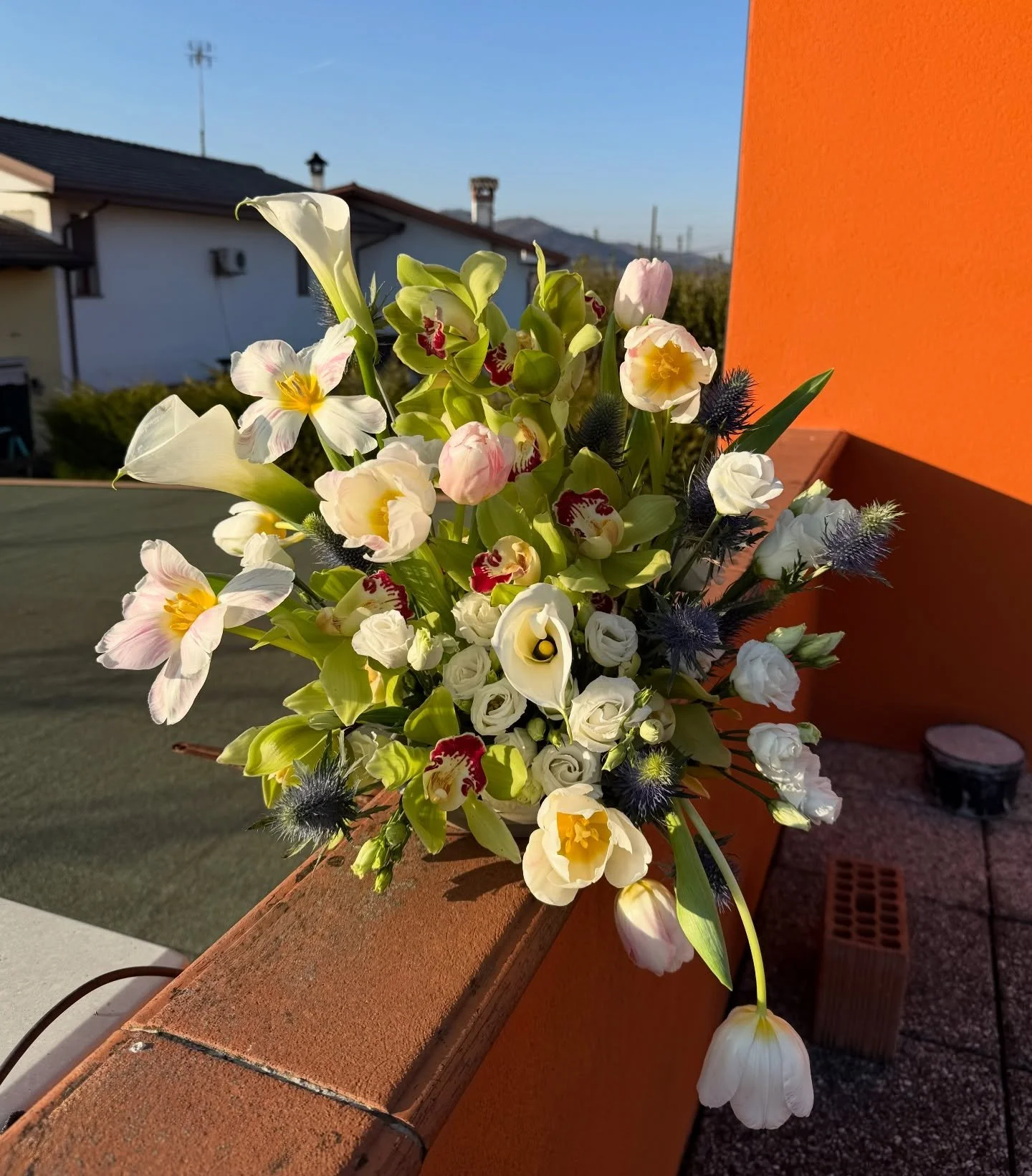 Had to bring this baby outside to give her some sunlight🤩