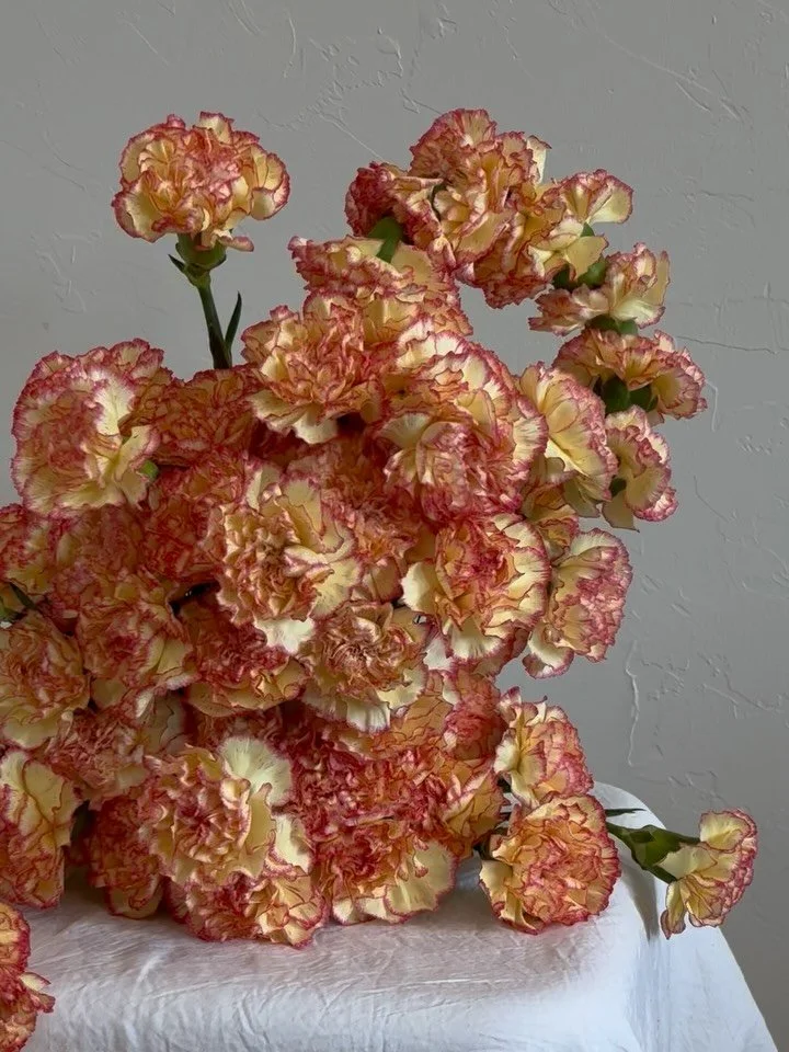 Carnations are making a comeback recently and I can&rsquo;t even be mad about it😍😍