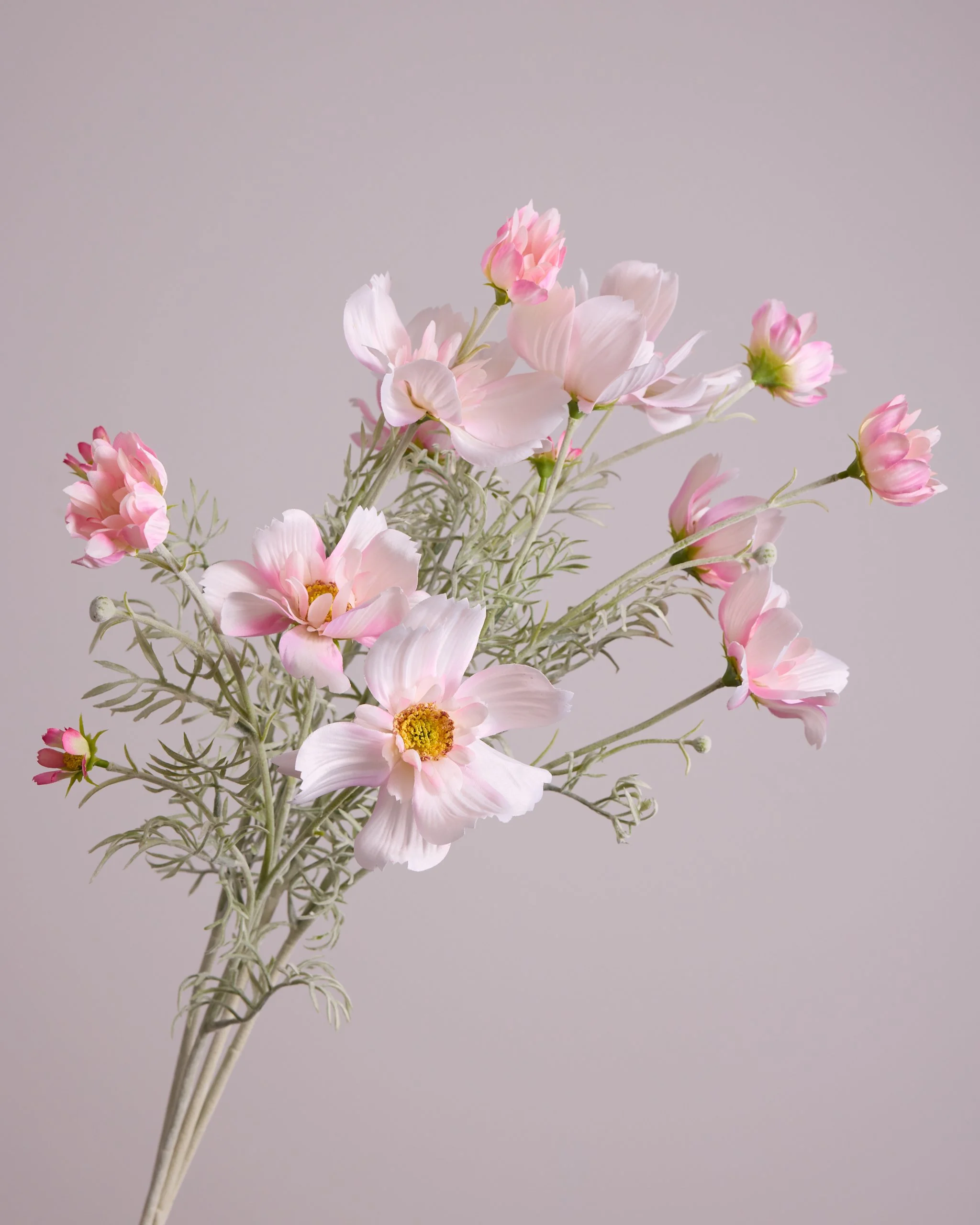 Pink and white cosmos flowers against a light gray background.