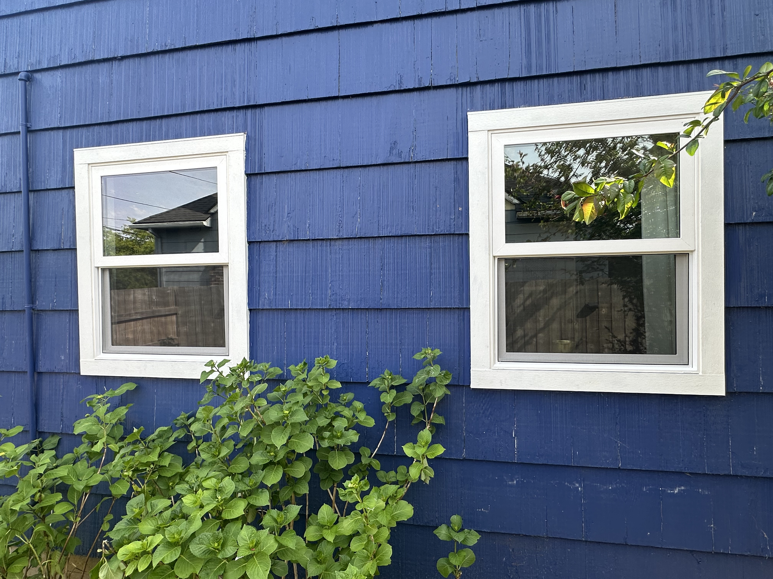A blue house exterior with two white-framed windows and green bushes in front.