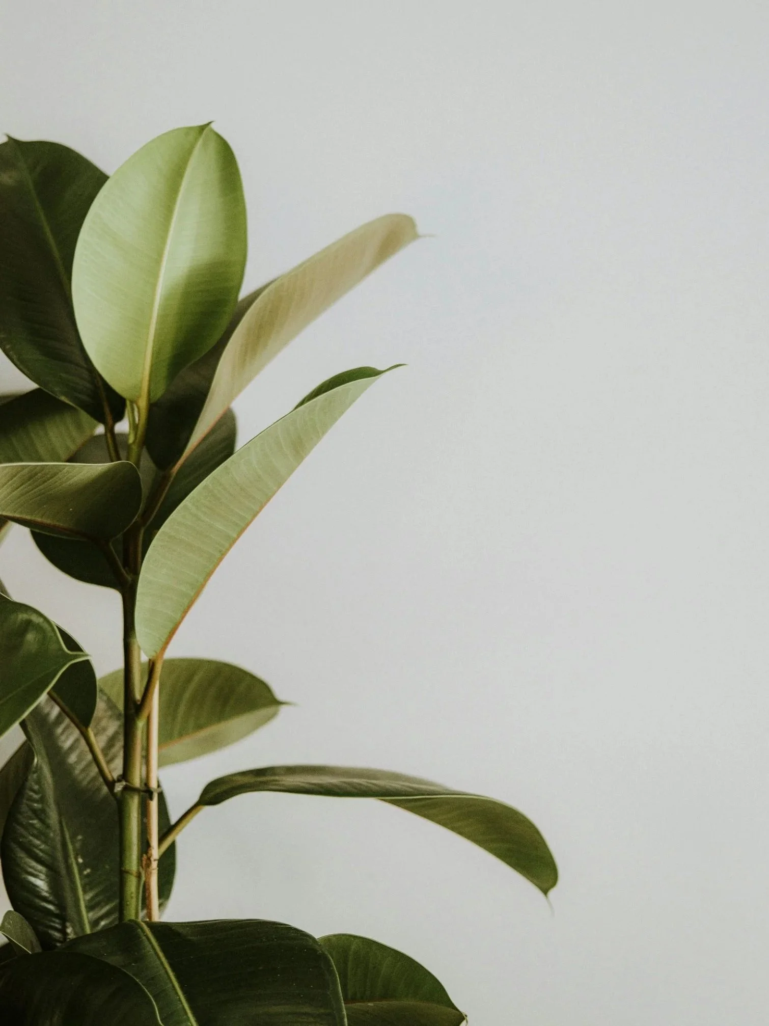 Close-up of green indoor plant leaves against a plain, light-colored wall.