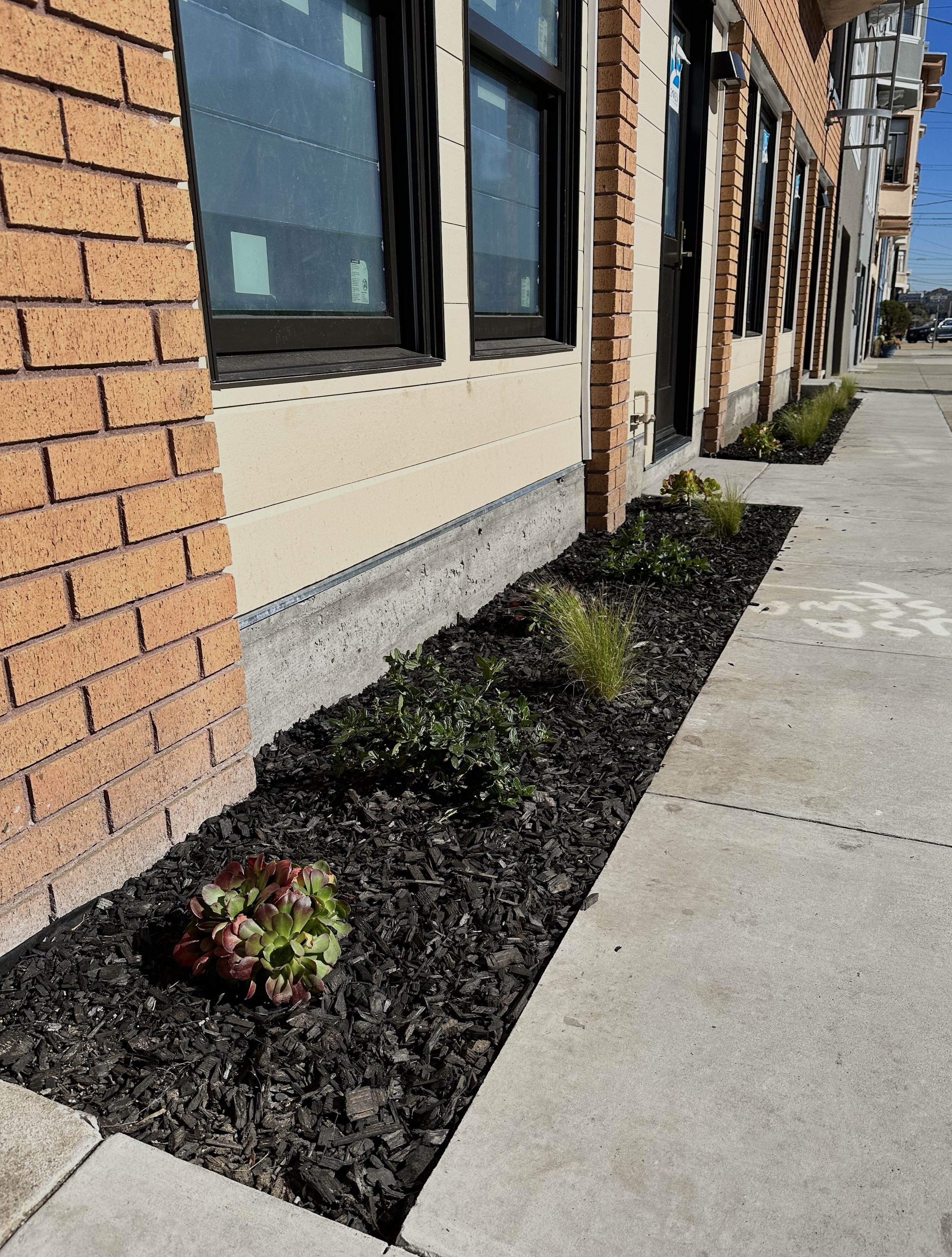 A sidewalk with a planted garden bed along the base of a building. The garden contains small shrubs, grasses, and a succulent, with black mulch. The building has brick and beige siding, and several windows.