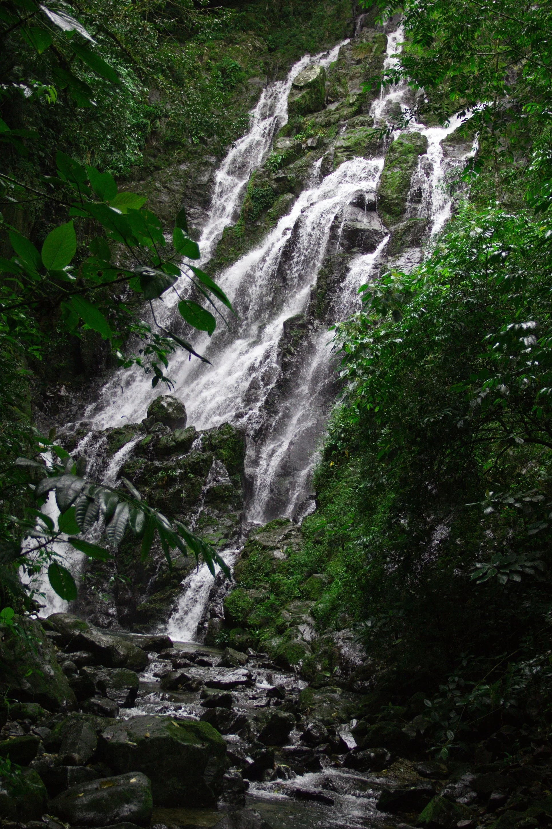 Cascada en un bosque denso con agua cayendo sobre rocas cubiertas de musgo, rodeada de vegetación verde.