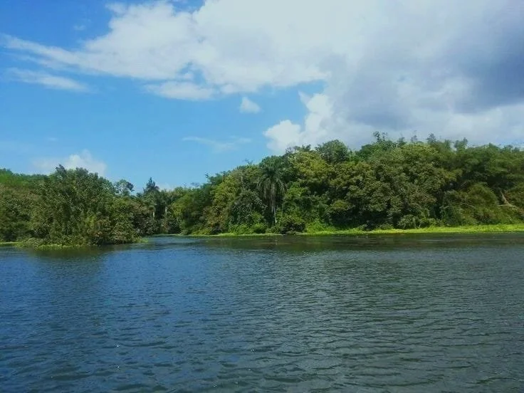 Vista de un río con vegetación exuberante y cielo parcialmente nublado.