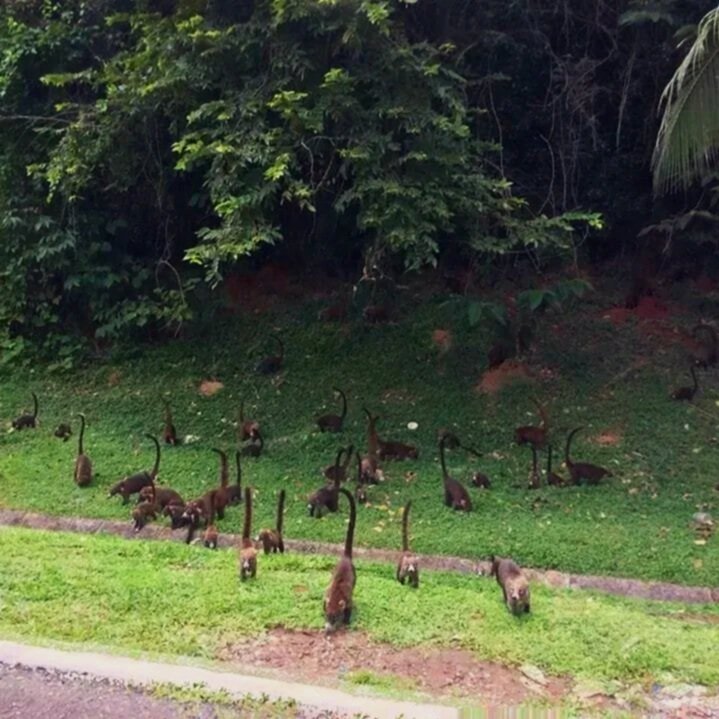 Una manada de aves de gran tamaño, similares a aves carpinteras, caminando en un área con césped y arbustos, con vegetación densa en el fondo.