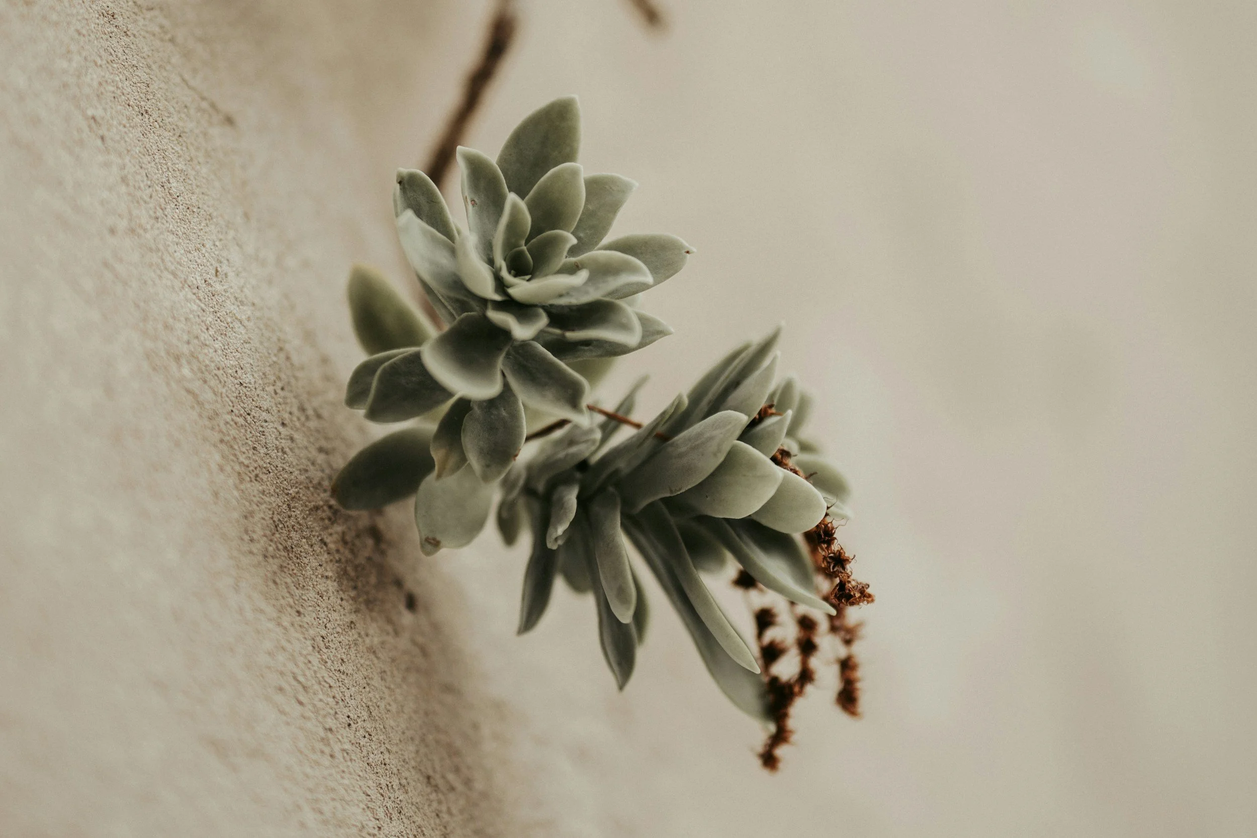 Close-up of a succulent plant with grayish-green leaves on a textured wall background.