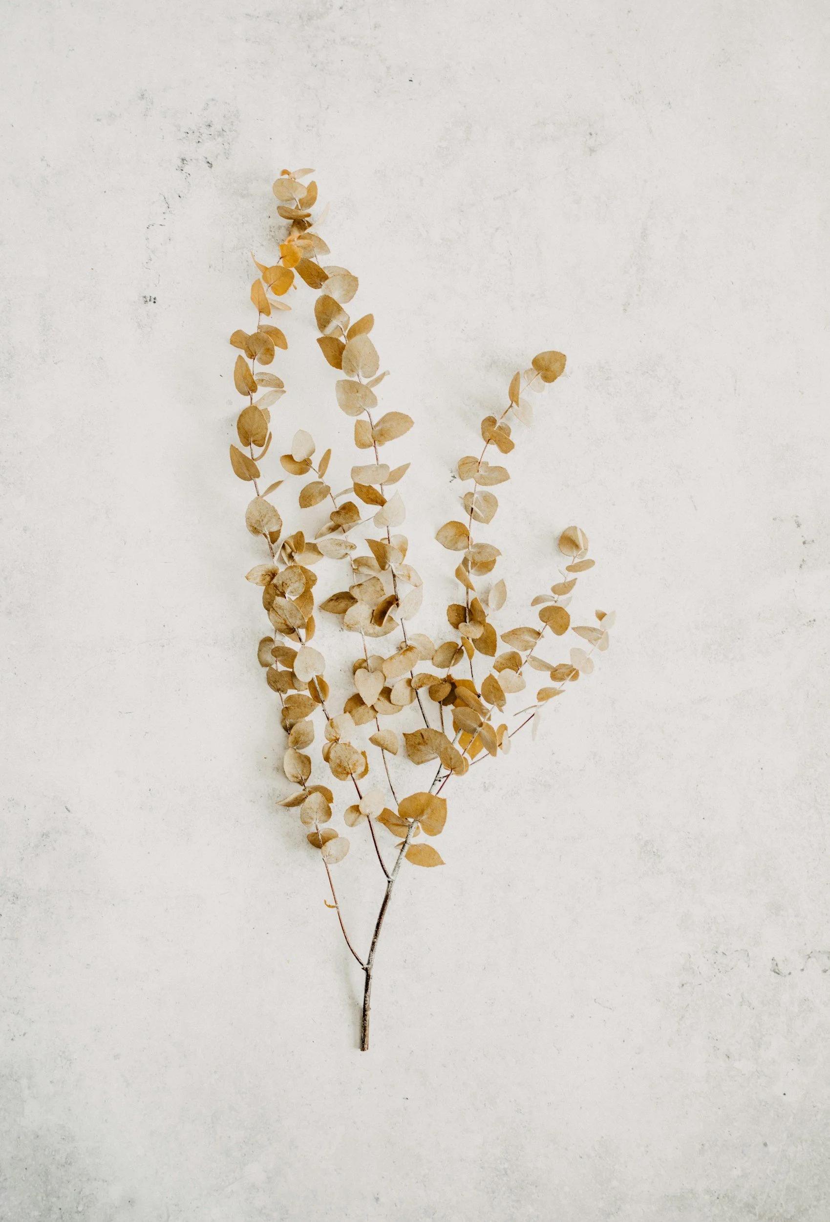 Dried beige eucalyptus branch on a white textured background.