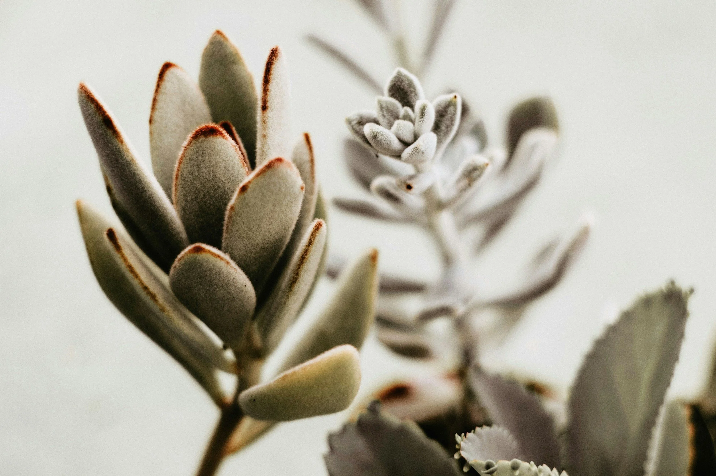 Close-up of a cluster of fuzzy, pale green succulent plants with reddish edges, set against a plain white background.