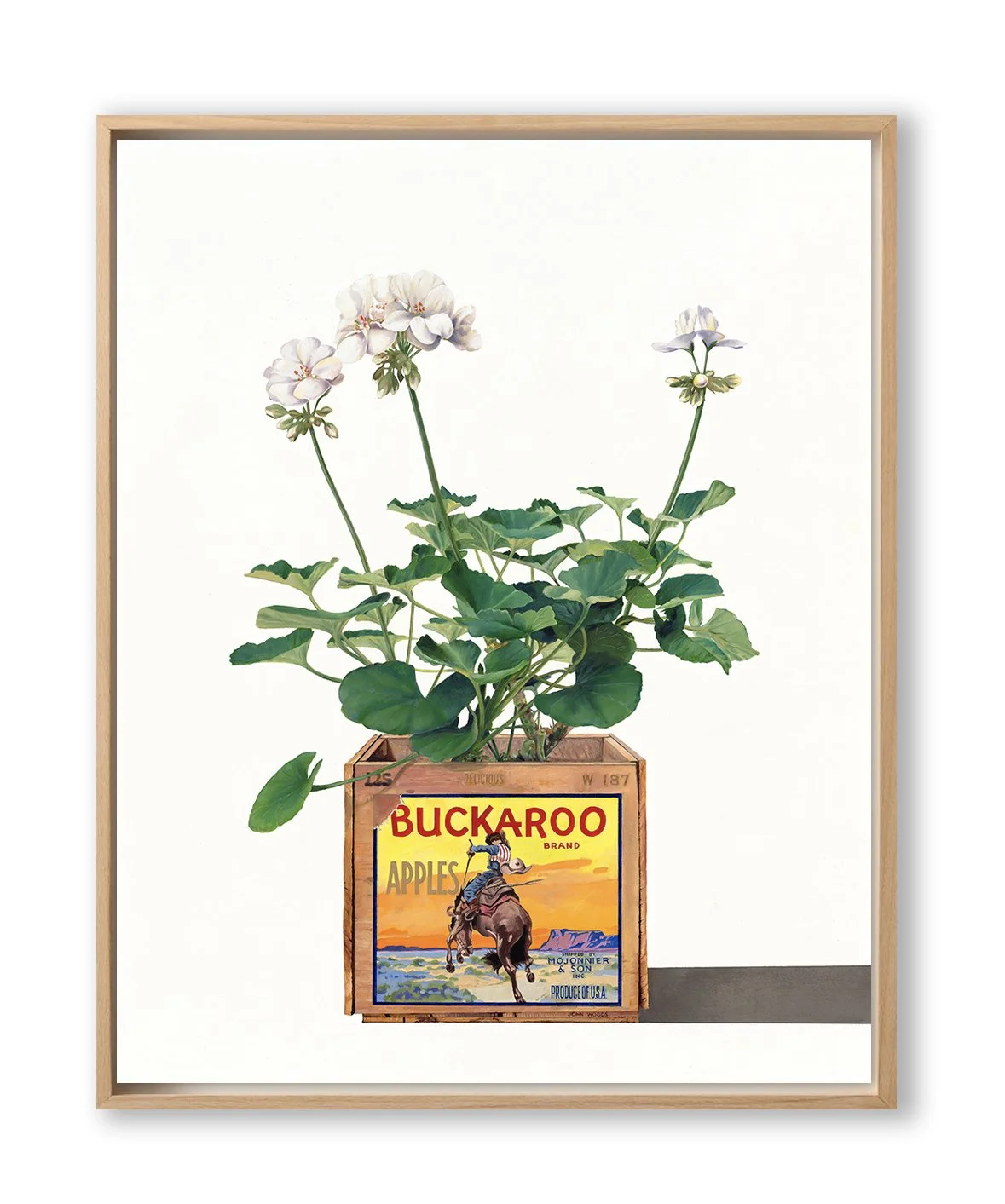 "Buckaroo Geraniums" - Oil on panel 32x24 inches - Coors Western Art Show 2025 - Private Collection