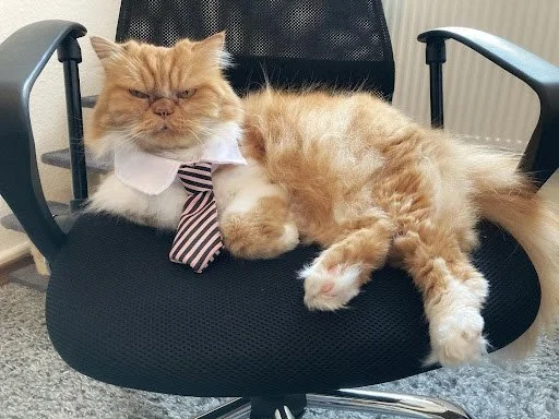 Help Wanted: A Hilarious Handbook for Hiring Help Without Losing Your Sanity!