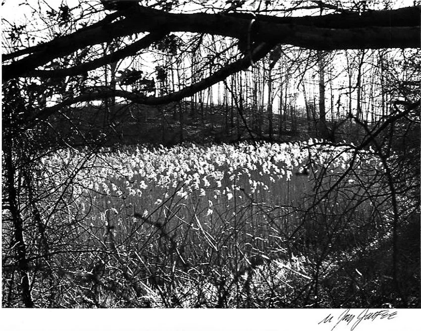 Pea Pond-Queens-NY 1972.jpg