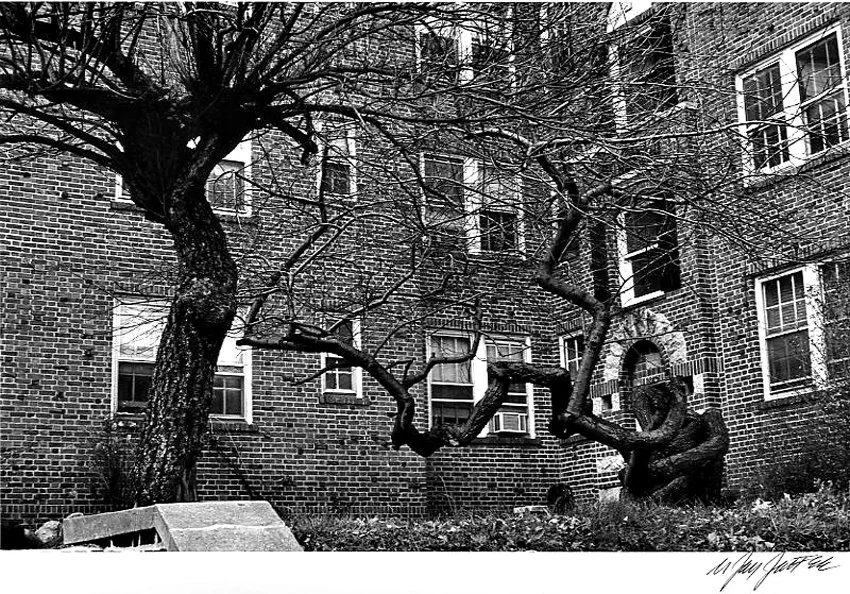 Weird Tree-Homelawn Ave-Jamaica-Queens 1980.jpg