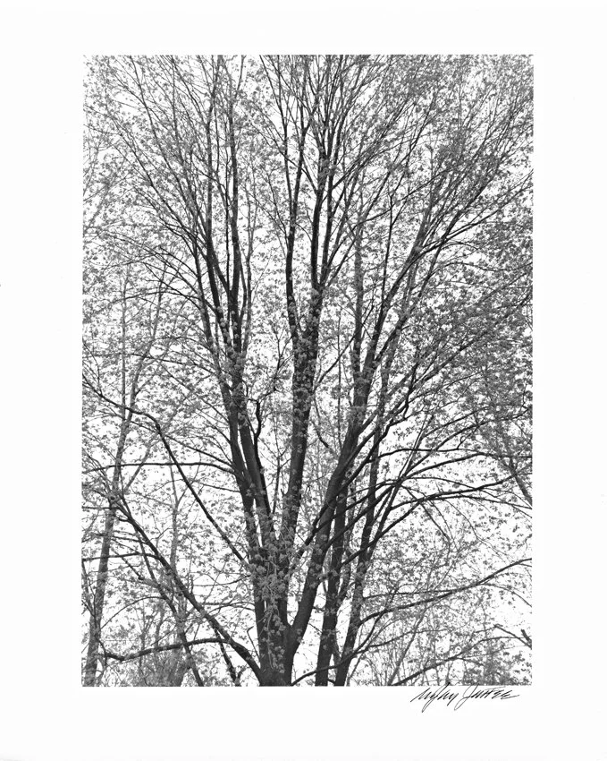 Maple Tree-Caumsett-Long Island-NY 1997.jpg