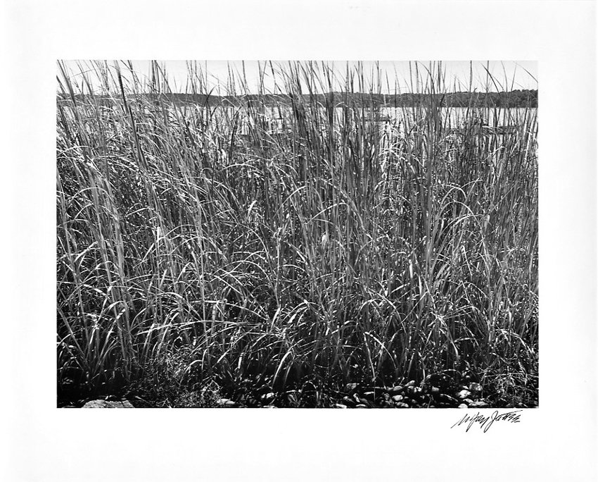 Sea Grass-Lloyd Harbor-Long Island-NY 1998.jpg