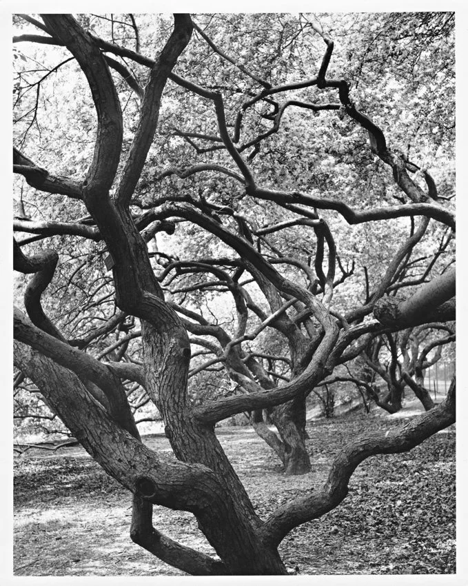 Cherry Trees #1-Brooklyn Botanical Gardens-1958.jpg