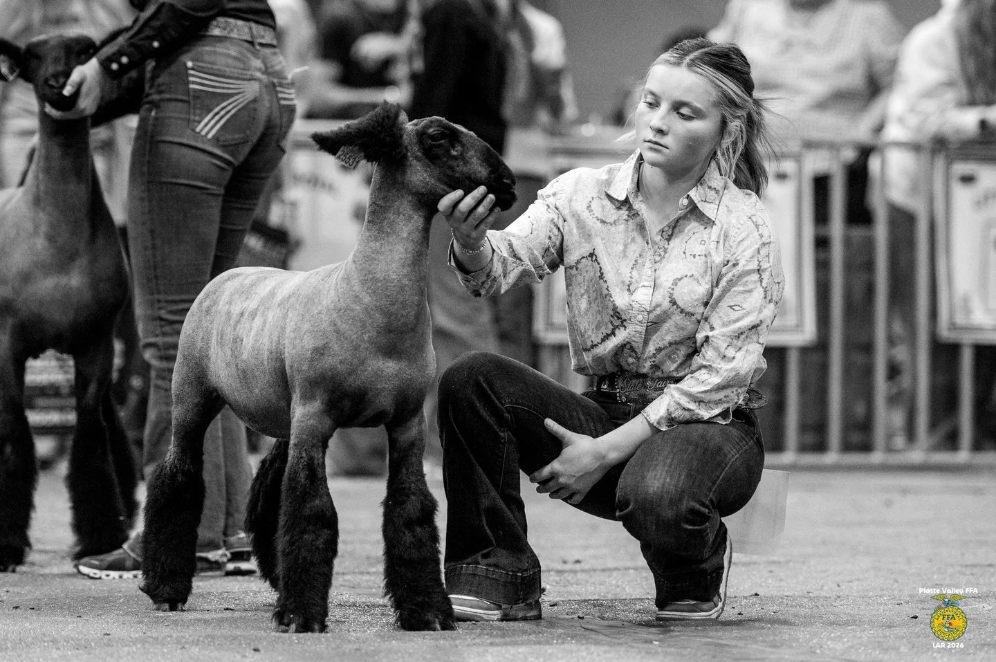 LITTLE AMERICAN ROYAL SHEEP SHOW 👑

All images from the sheep show are up on the website and available as FREE downloads sponsored by the Platte Valley FFA Chapter! 

Find photos from LAR at www.allisonmariemedia.com/findshowphotos
