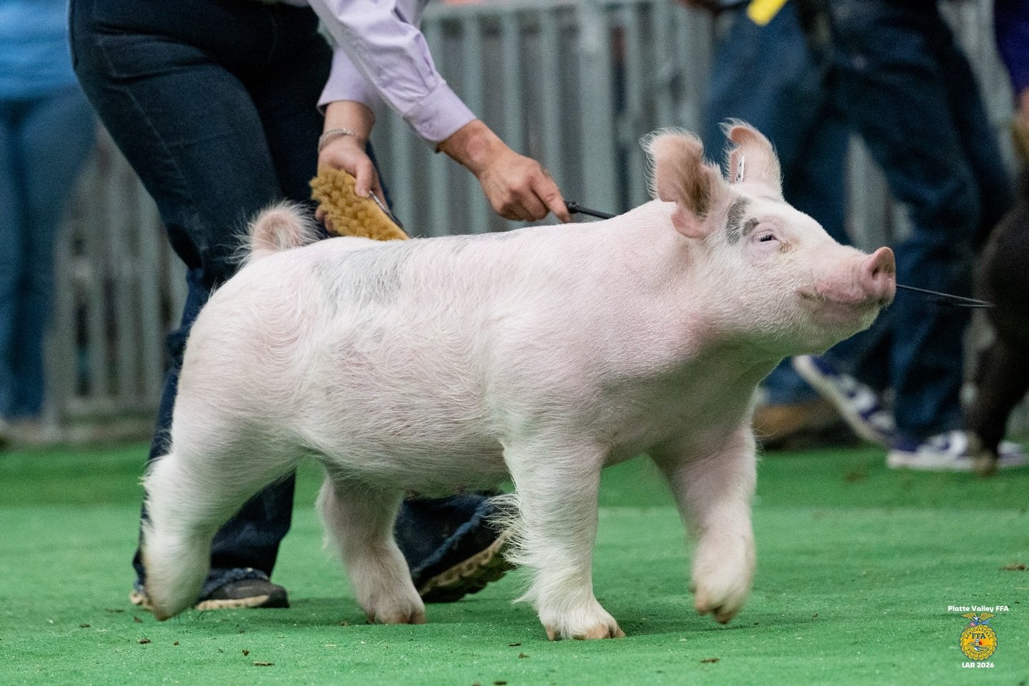 LITTLE AMERICAN ROYAL HOG SHOW 🐖👑

All images from the LAR hog show are up on the website and ready to be downloaded for FREE sponsored by the Platte Valley FFA Chapter!

Find photos from LAR at: www.allisonmariemedia.com/findshowphotos