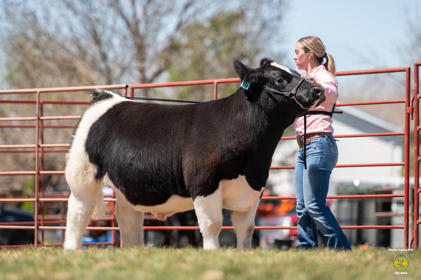 LITTLE AMERICAN ROYAL CATTLE SHOW 👑

All images from the Little American Royal are up on the website and available as FREE downloads thanks to the Platte Valley FFA Chapter! 

Find photos from LAR at: www.allisonmariemedia.com/findshowphotos