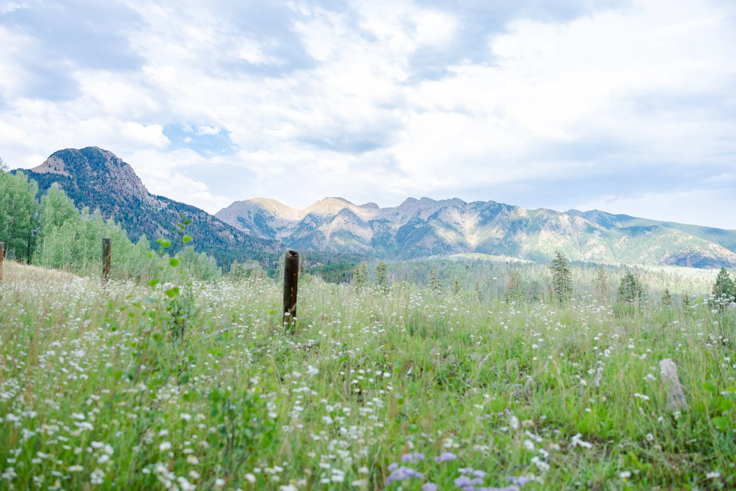 A scenic view of a lush green meadow filled with wildflowers, with mountains in the background under a partly cloudy sky.