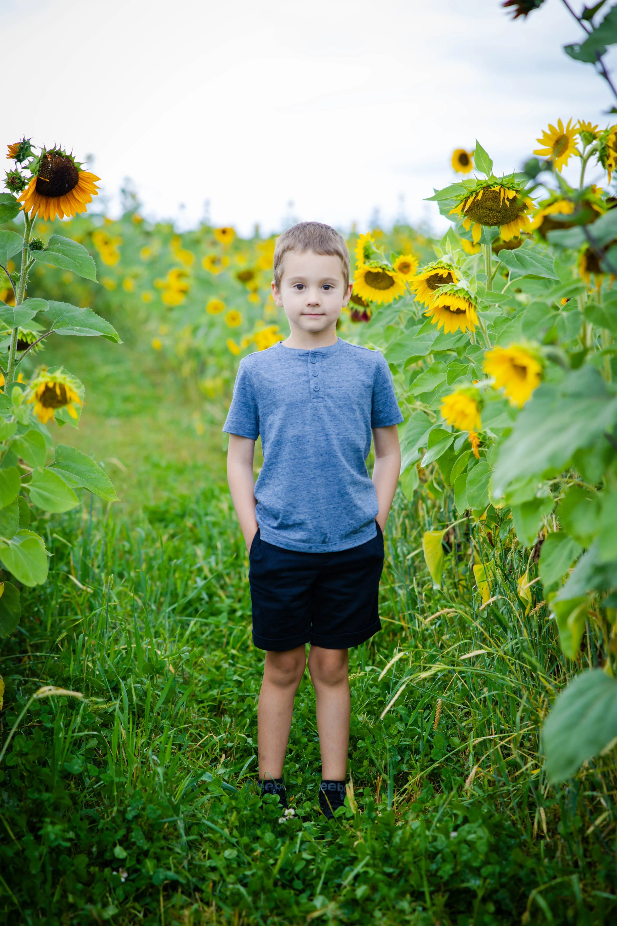 sunflowers-1.jpg