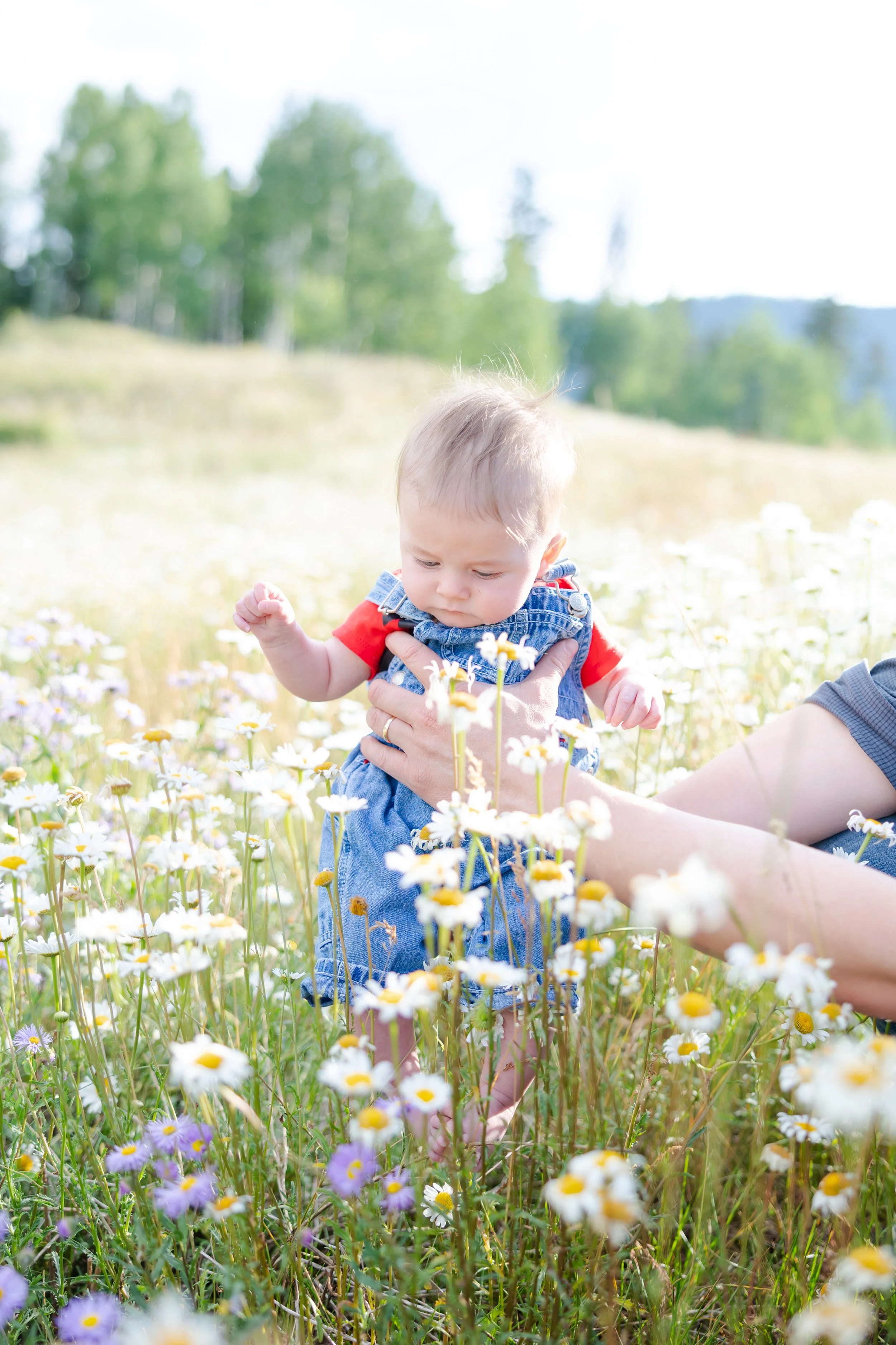 A young child in a red shirt and denim overalls being held by an adult in a field of wildflowers, with greenery and trees in the background on a sunny day.