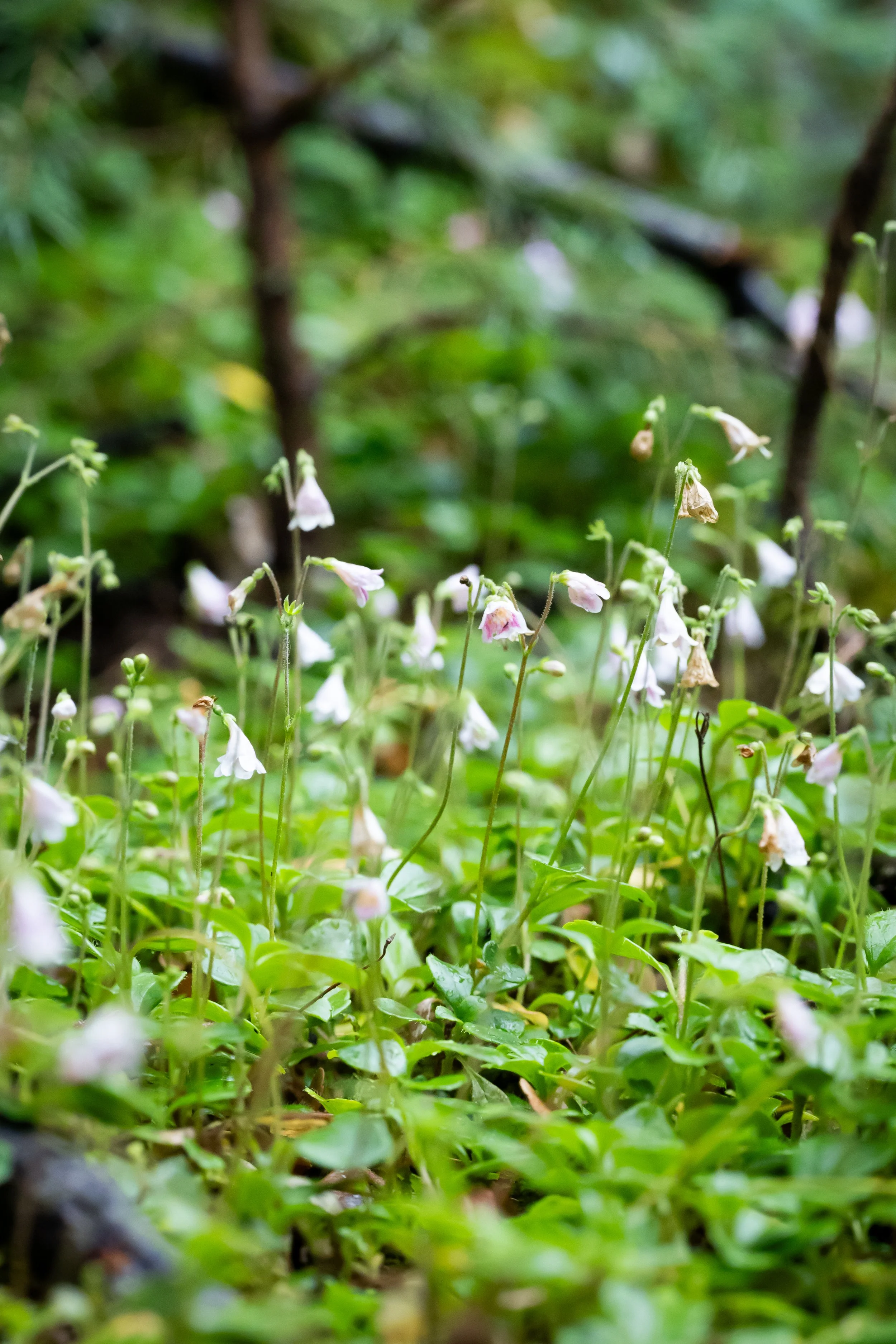 Close-up of small white and pink wildflowers growing among green foliage in a forest setting.