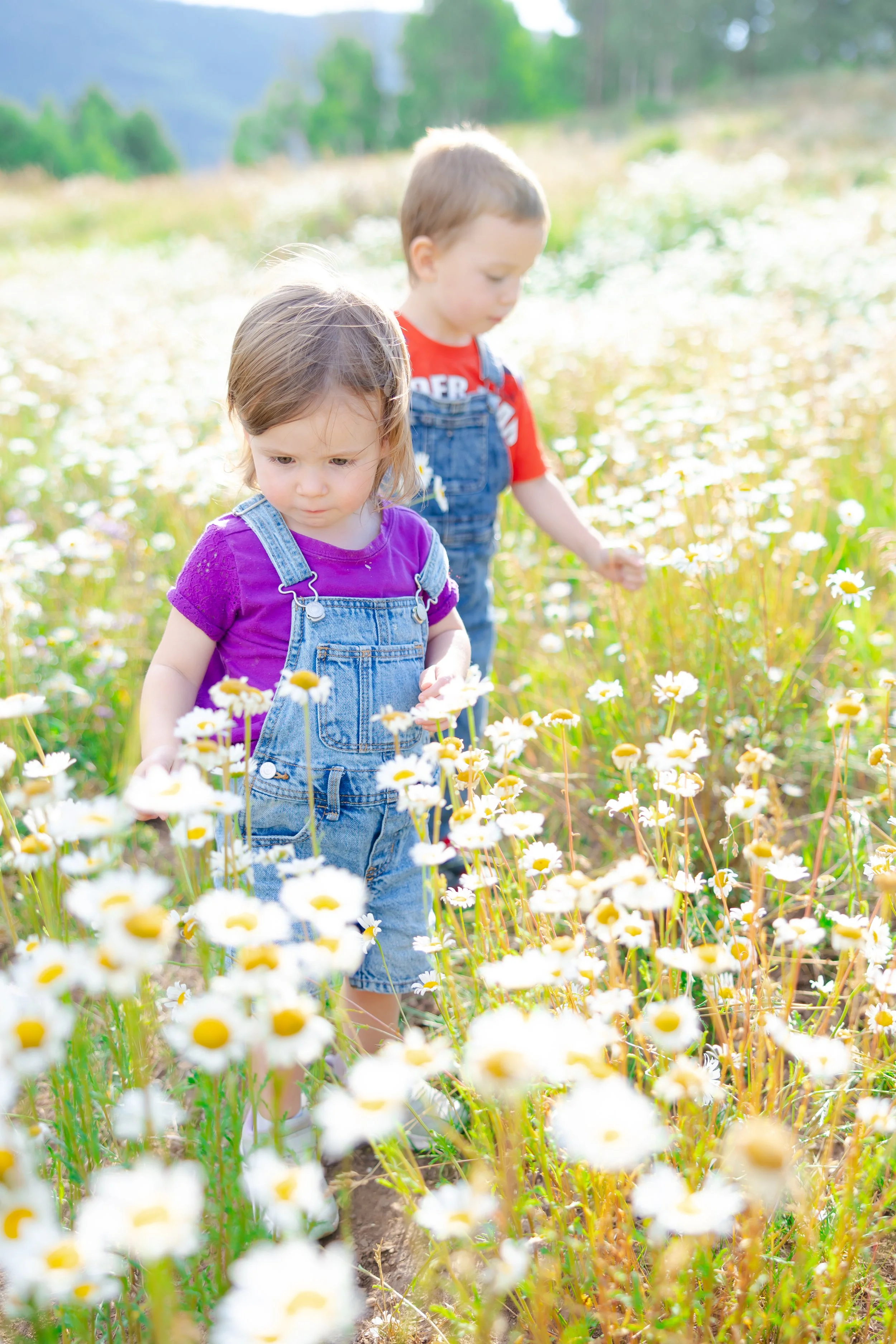Two young children, a girl and a boy, walking through a field of white daisies during daytime, surrounded by green trees and clear weather.