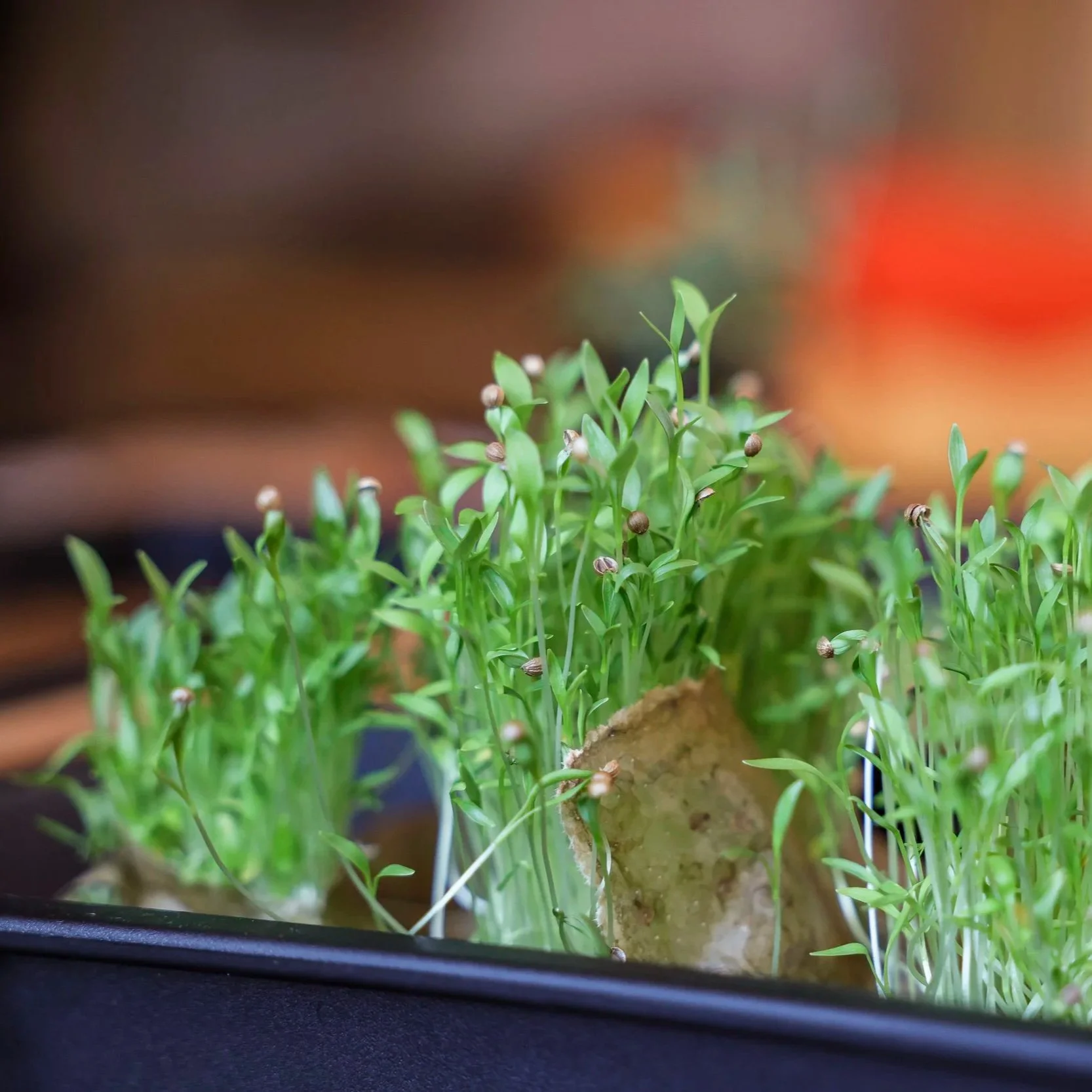 Grow Your Own Microgreens