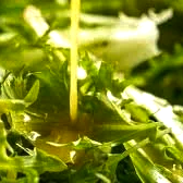 Vinaigrettes -Homemade, Flavorful And Healthy