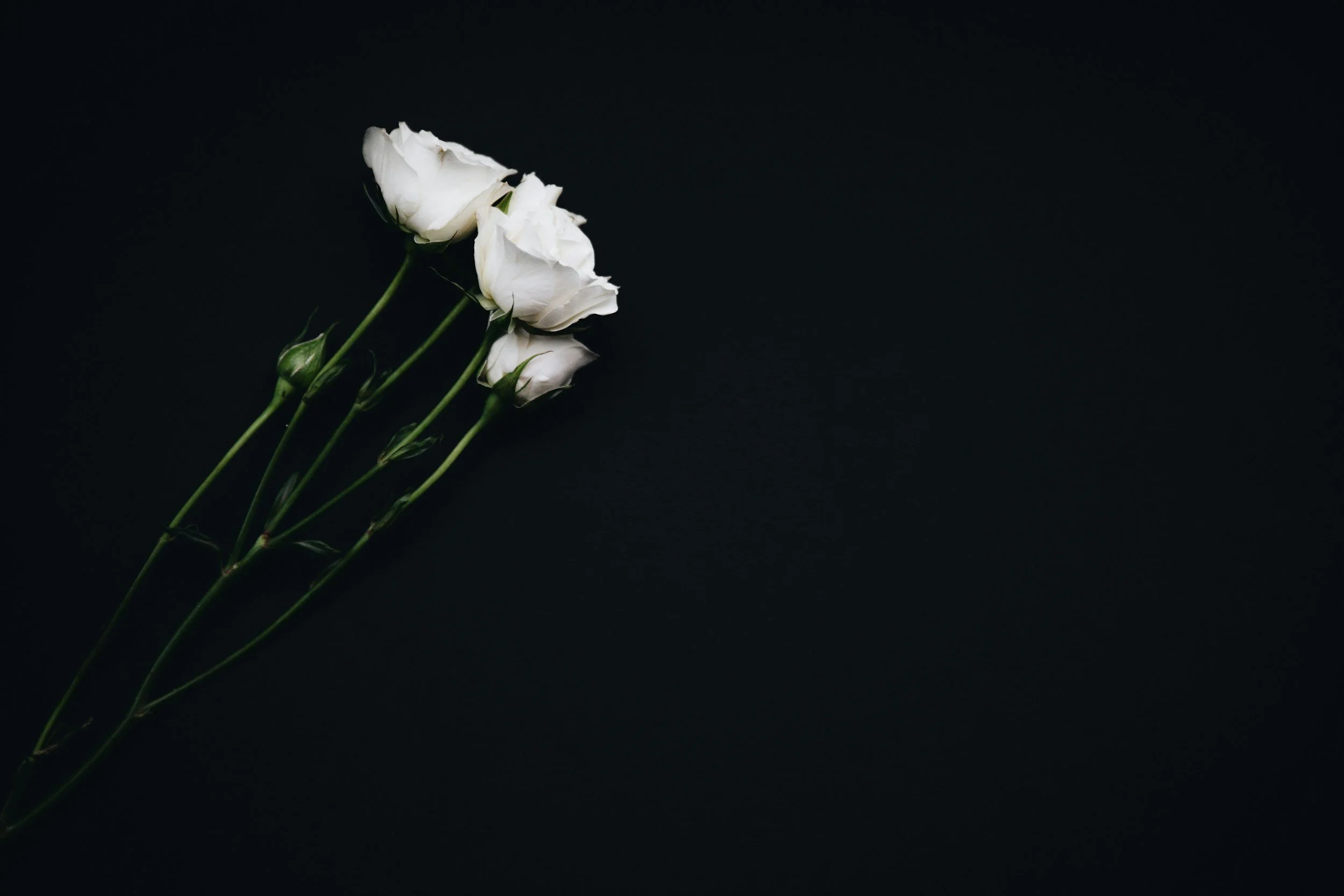 White roses on a dark background