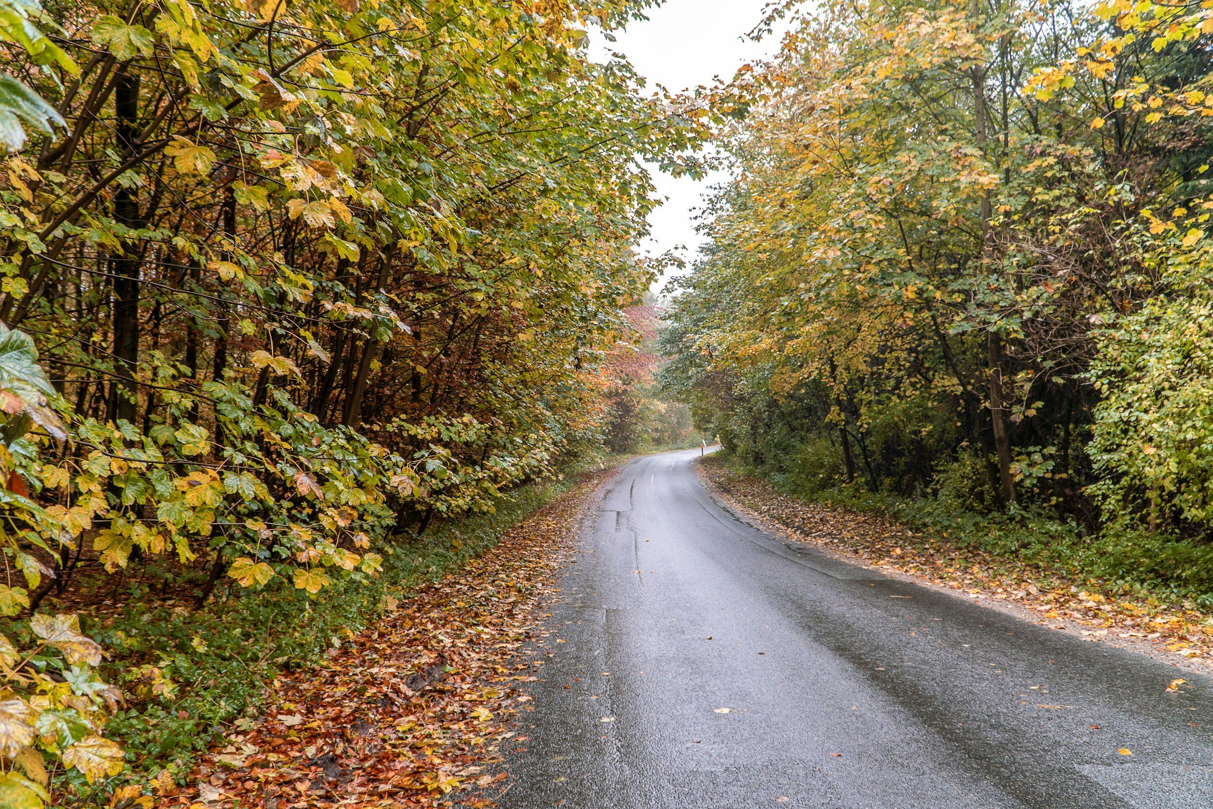 Wet Leaves, Sun Glare and Early Darkness: Fall Driving Hazards on NEPA Roads