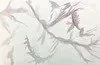 No. 8 What Forests, Fungi and Shadows Have to Teach Us
