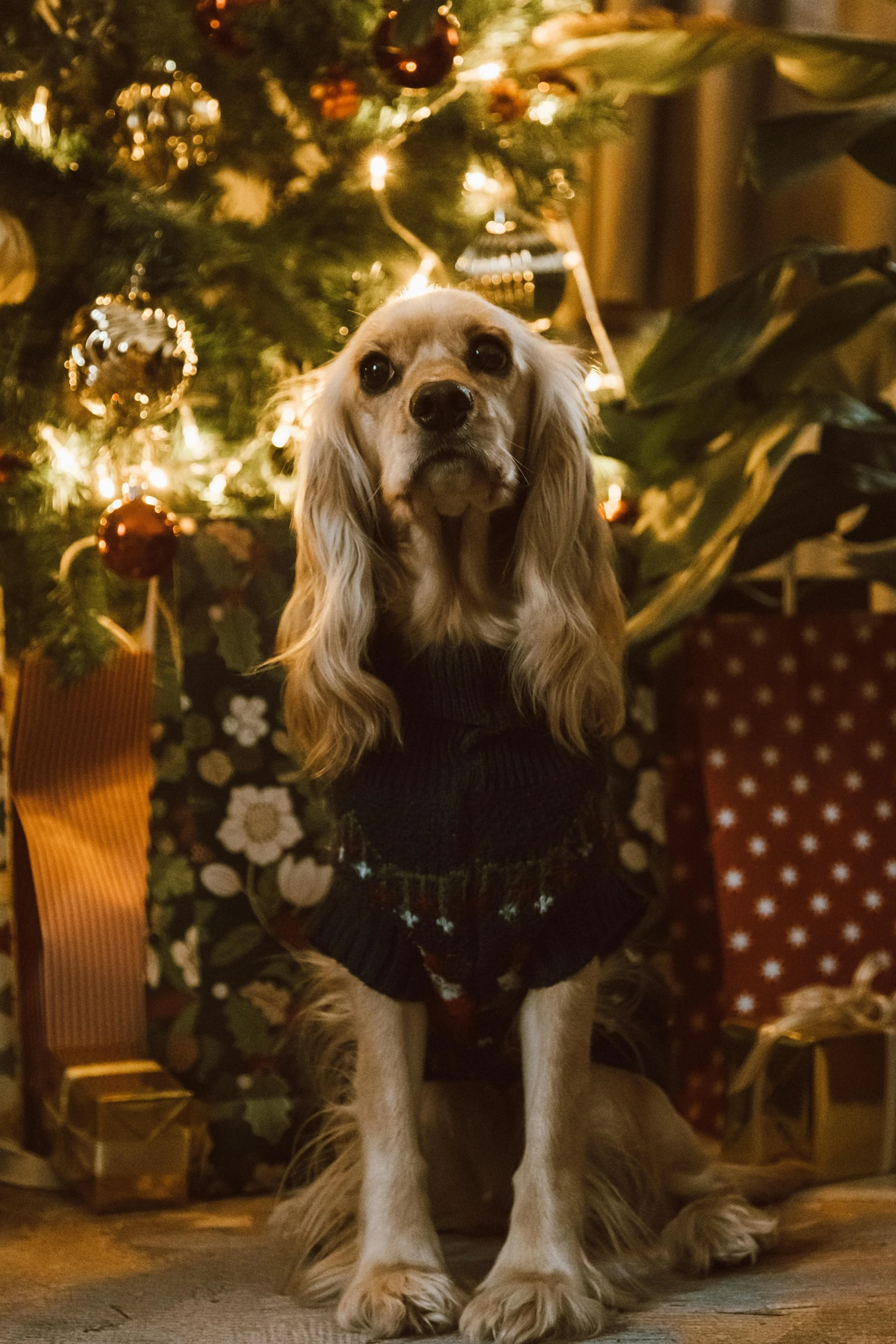 A Cozy, Pet-Friendly Christmas: How We Decorate With Dogs in the House