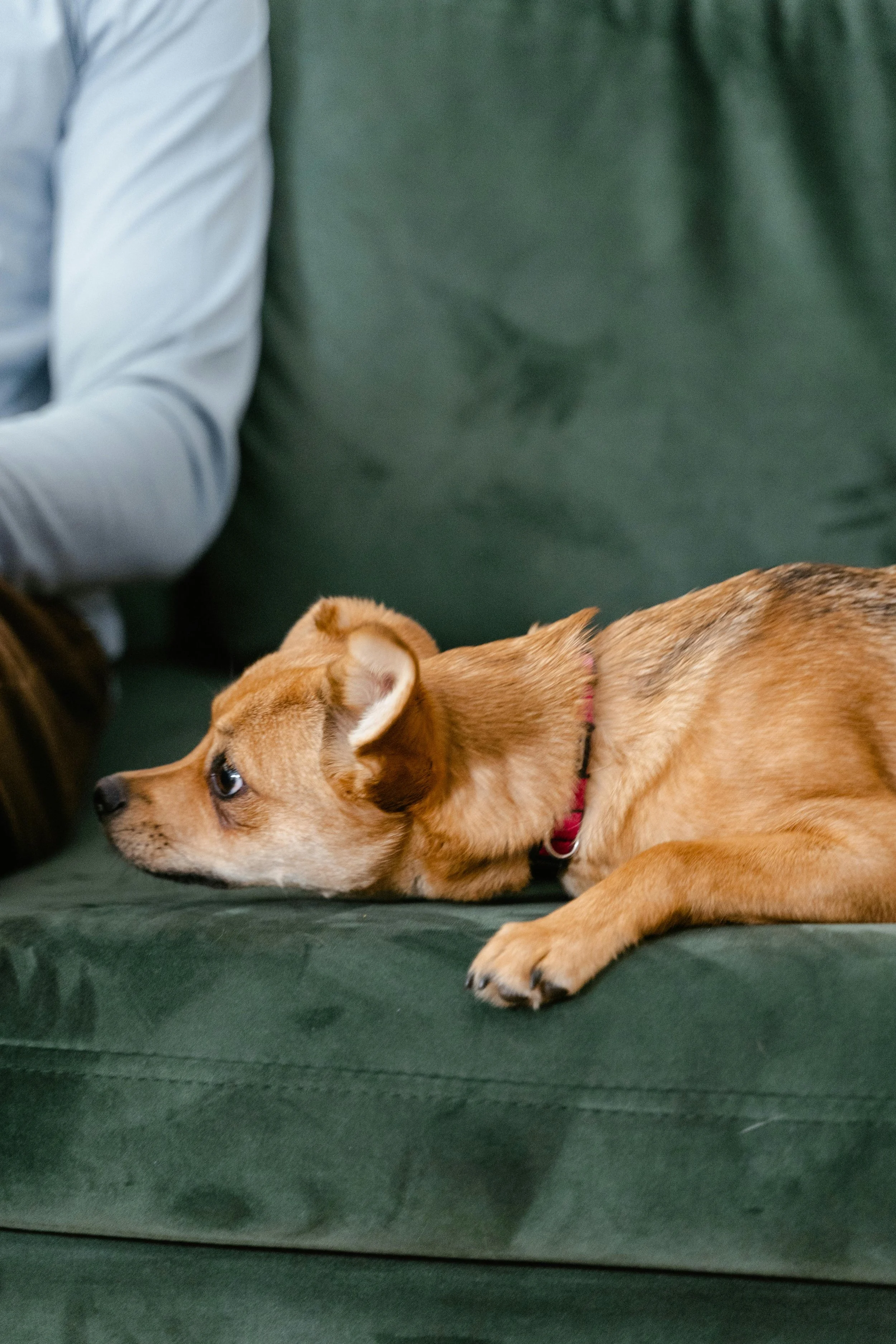 The Ultimate Guide to Pet Friendly Decor