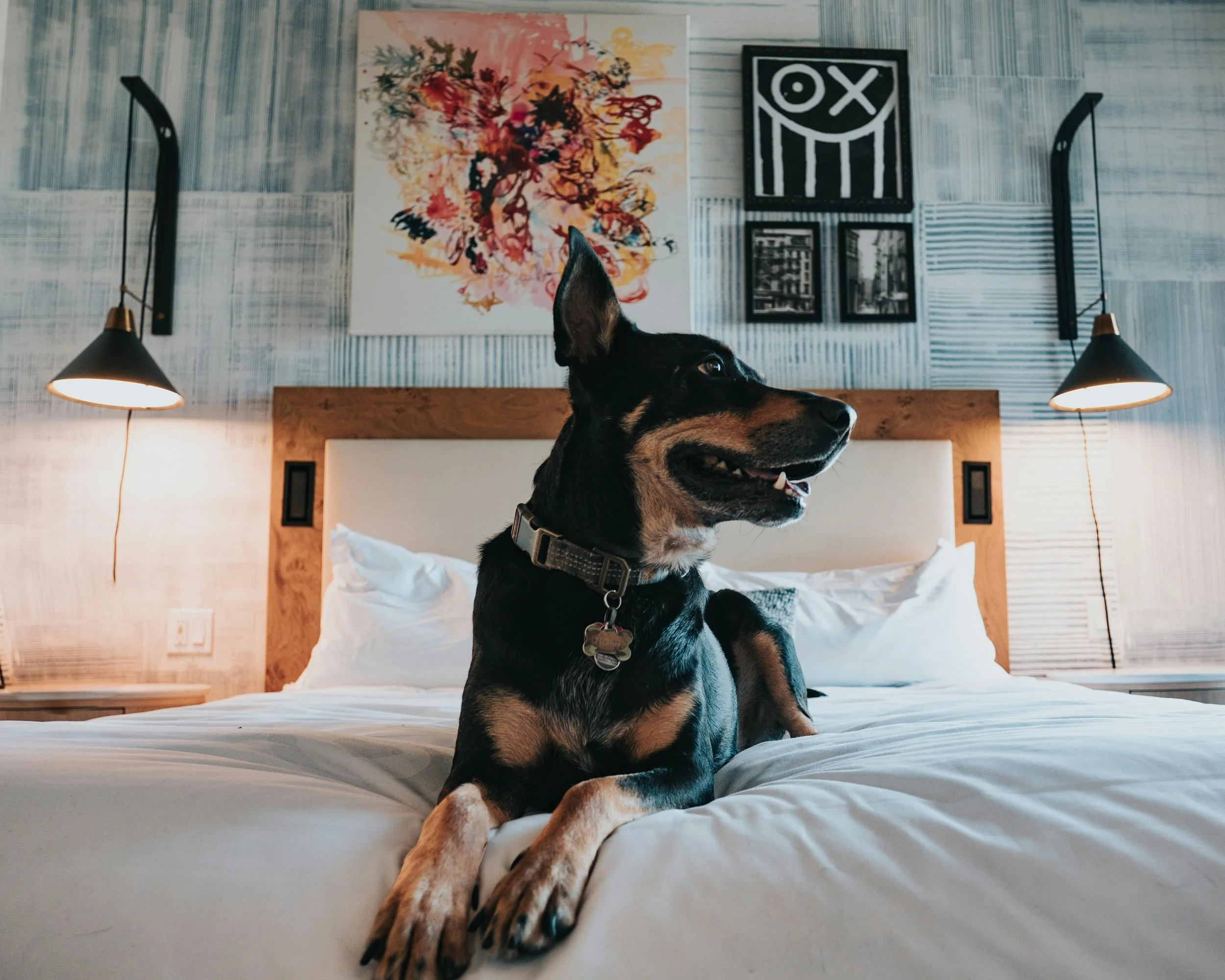 &quot;How to Design a Stylish, Pet-Friendly Home with the Help of Houzz Professionals&quot;