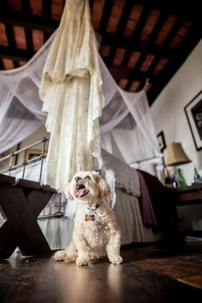 The Art of the Luxe Dog Lounge: How to Create a High-End, Pet-Friendly Retreat