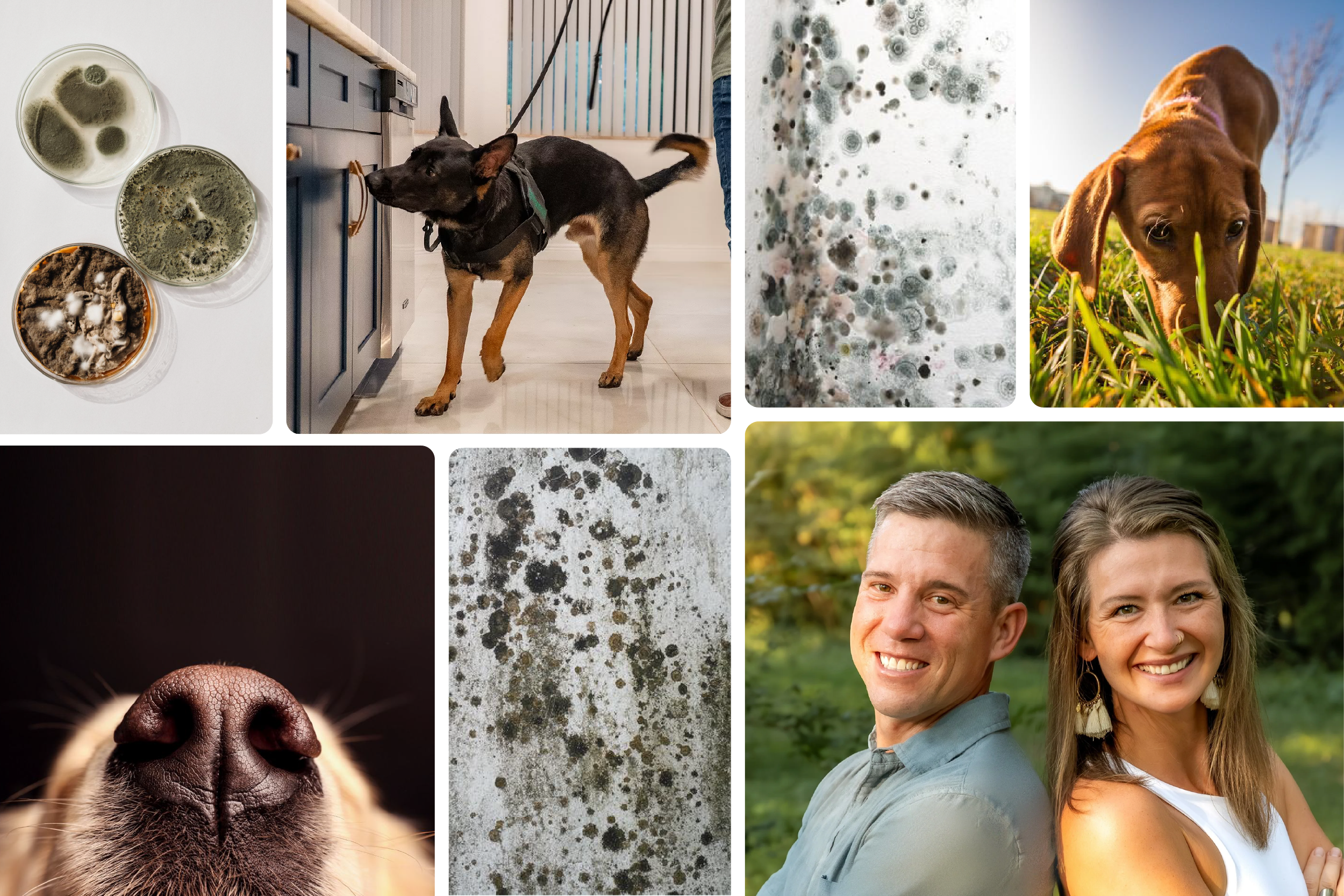 Collage of multiple images including petri dishes with molds, a dog sniffing near cabinets, a puppy in grass, mold on a surface, close-up of a dog's nose, two people smiling outdoors, and mold spores on a surface.