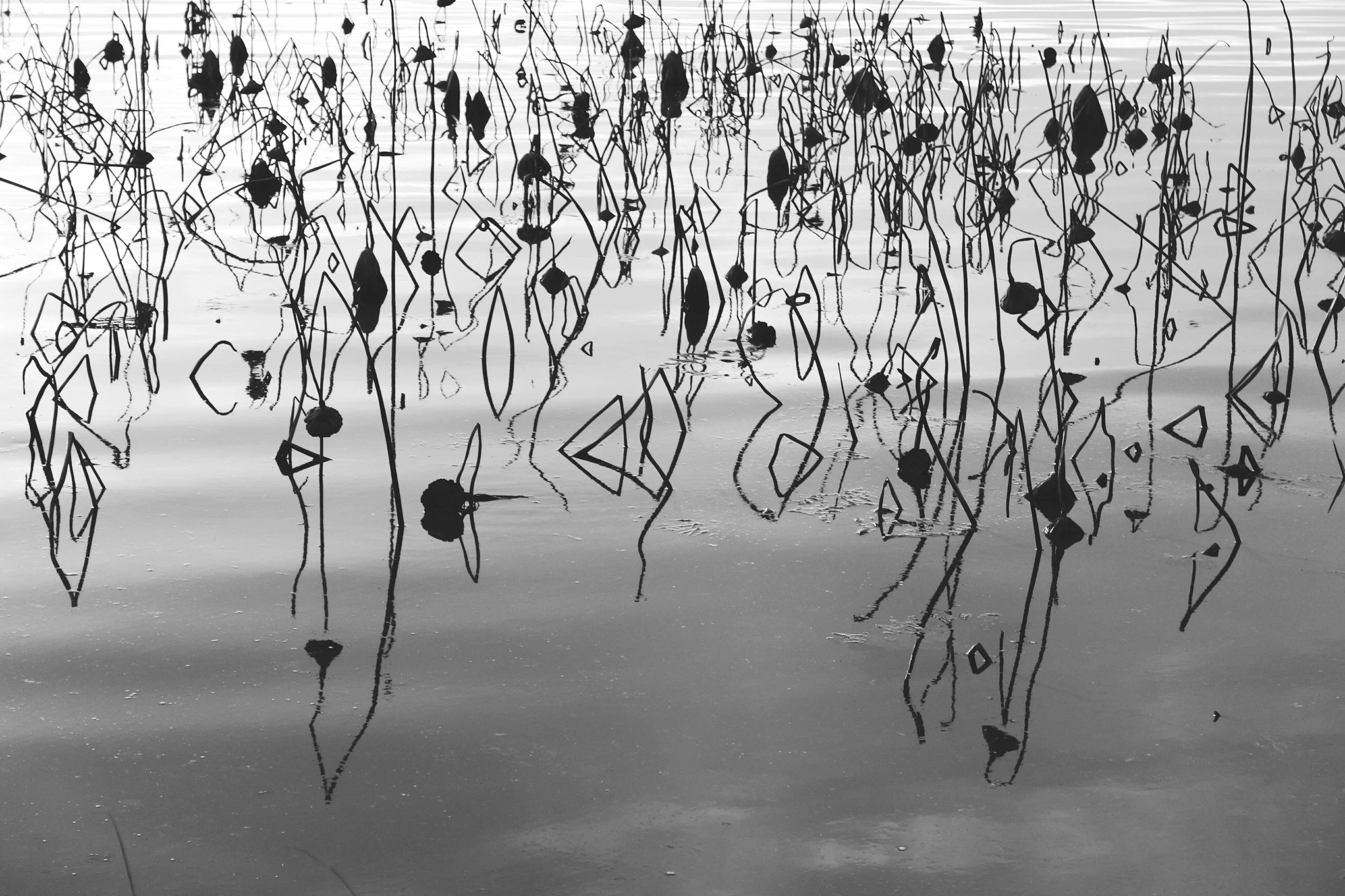 Plants reflected in a calm lake under soft light, creating a peaceful, serene atmosphere