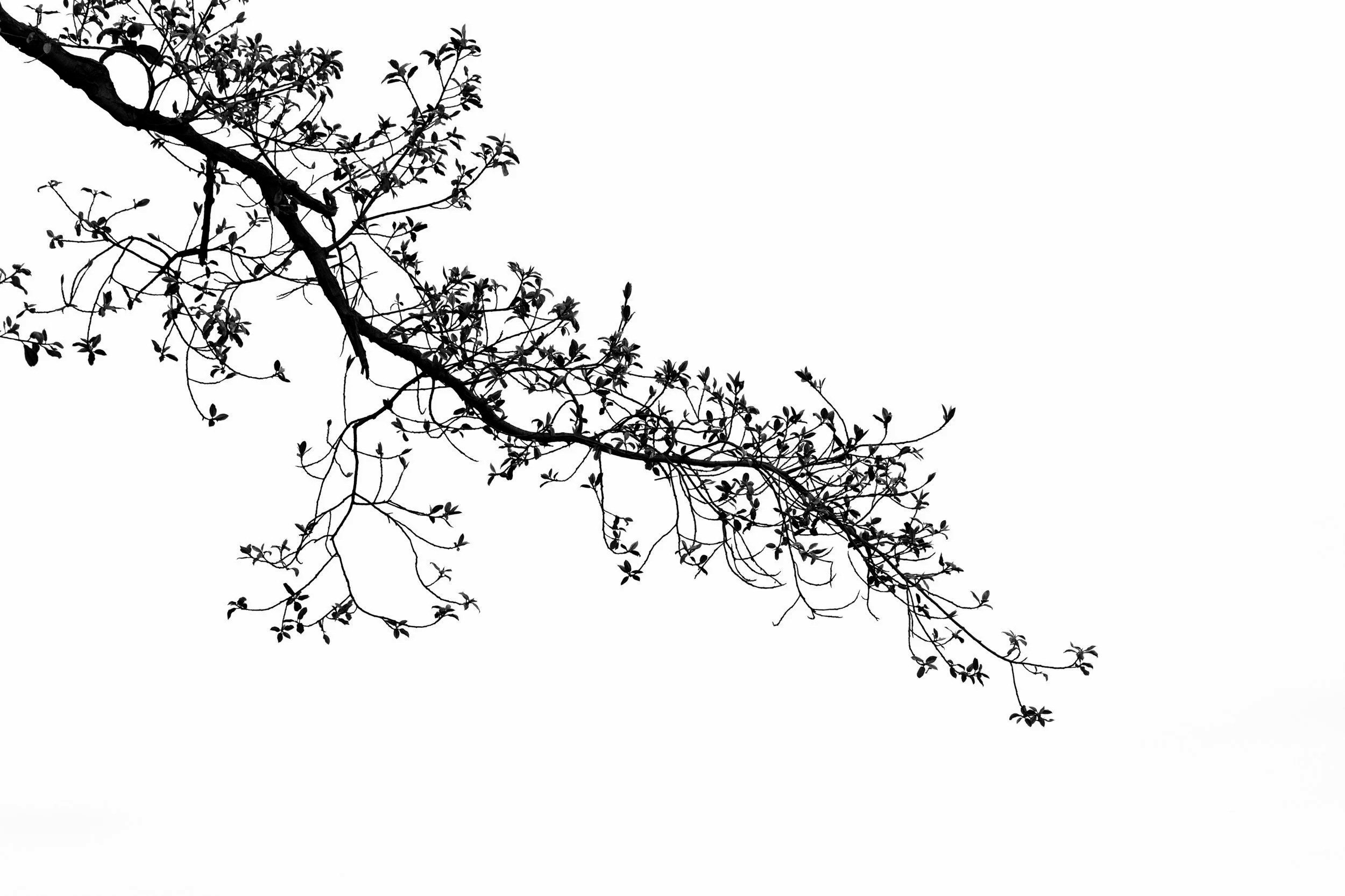 Gentle branch symbolising growth and reflection beside integrative psychotherapy FAQ section