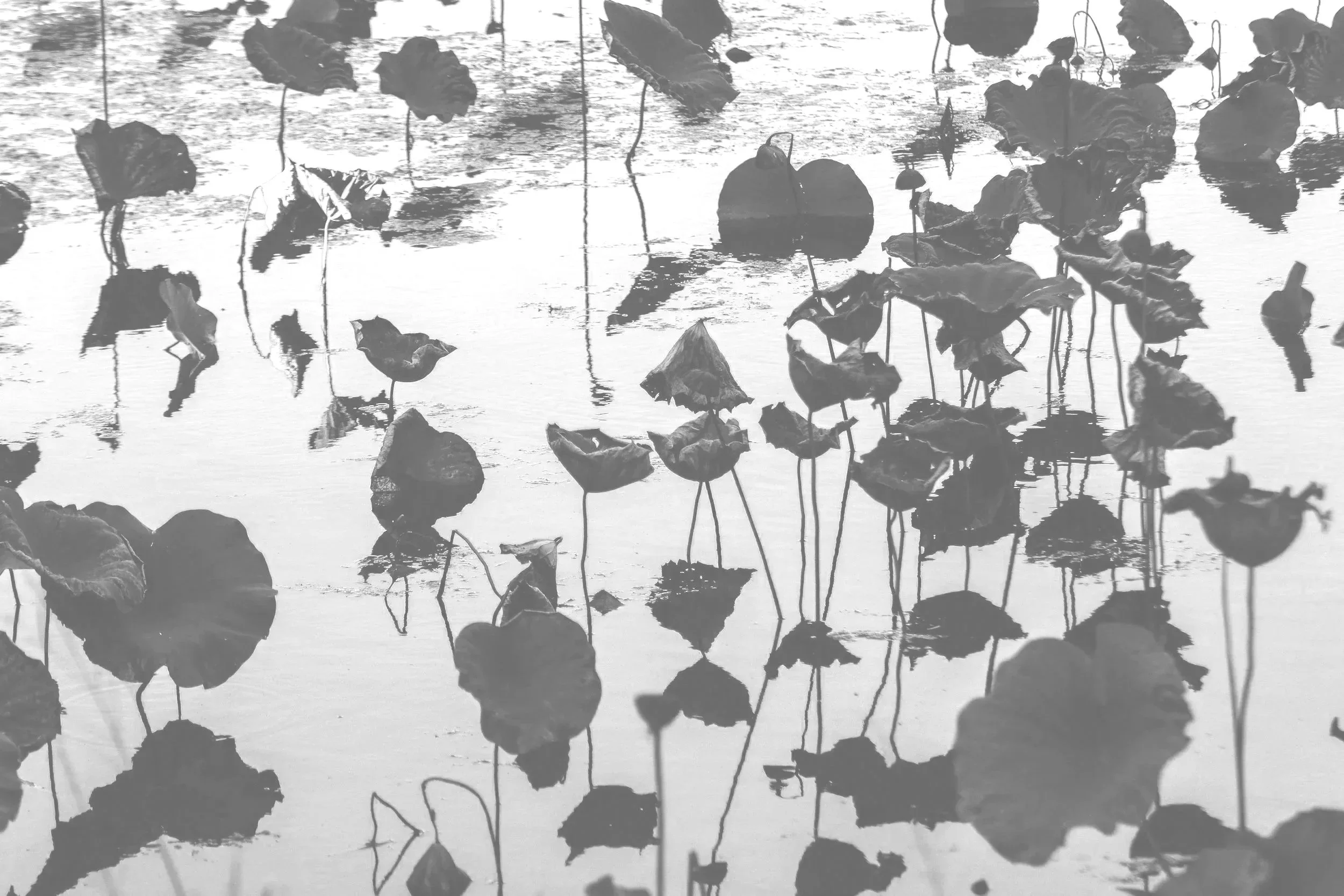 Plants growing out of calm water, their reflection visible on the surface, creating a serene and contemplative mood