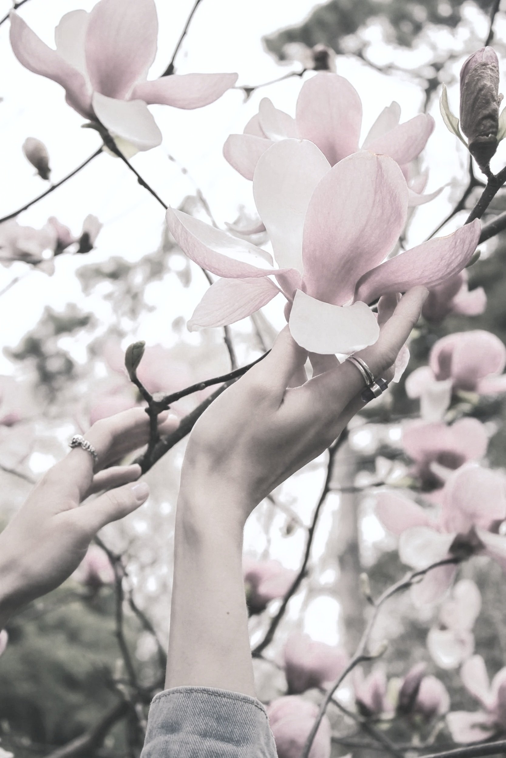 A woman's hands gently holding a magnolia flower still on the tree, admiring it with care and reverence