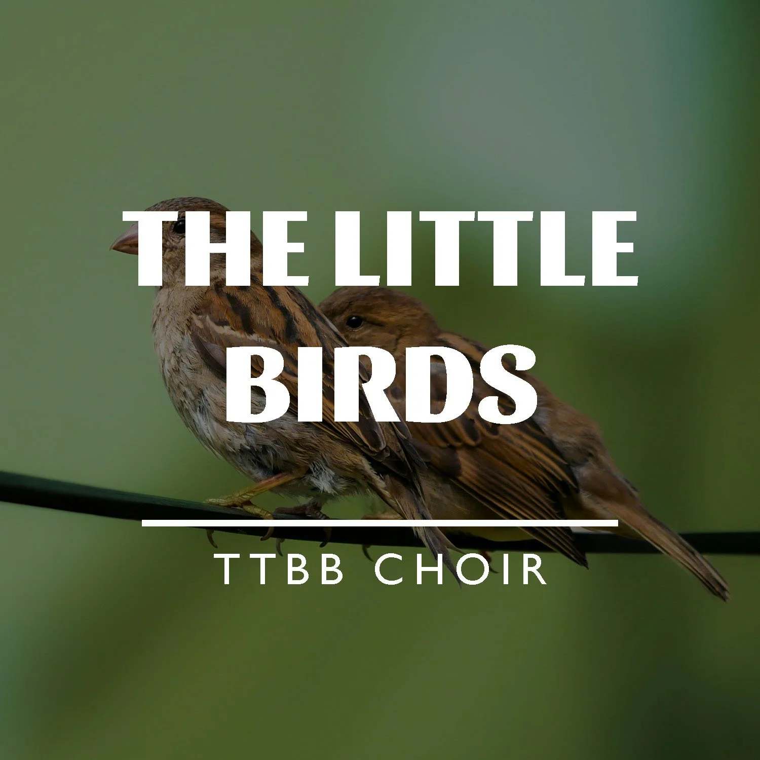 The Little Birds