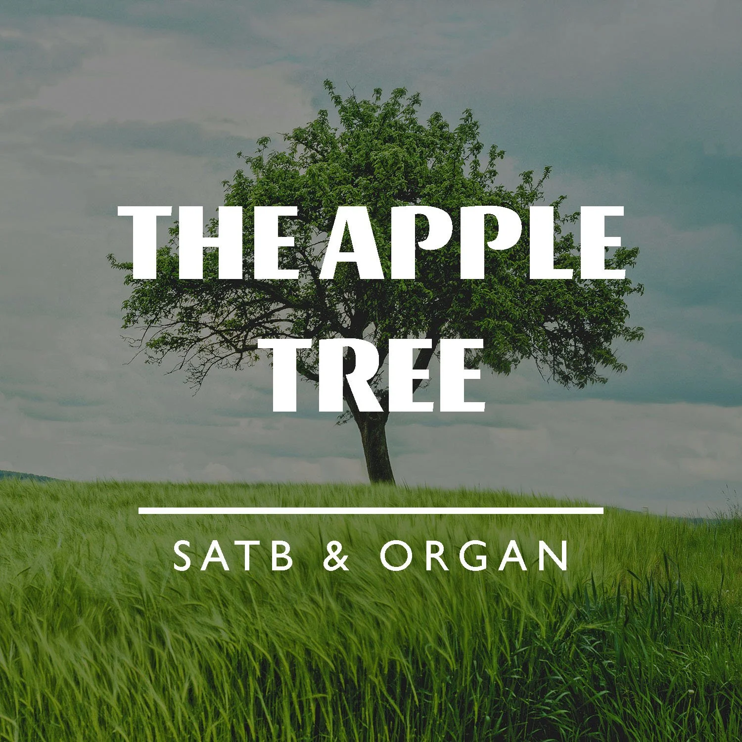 The Apple Tree