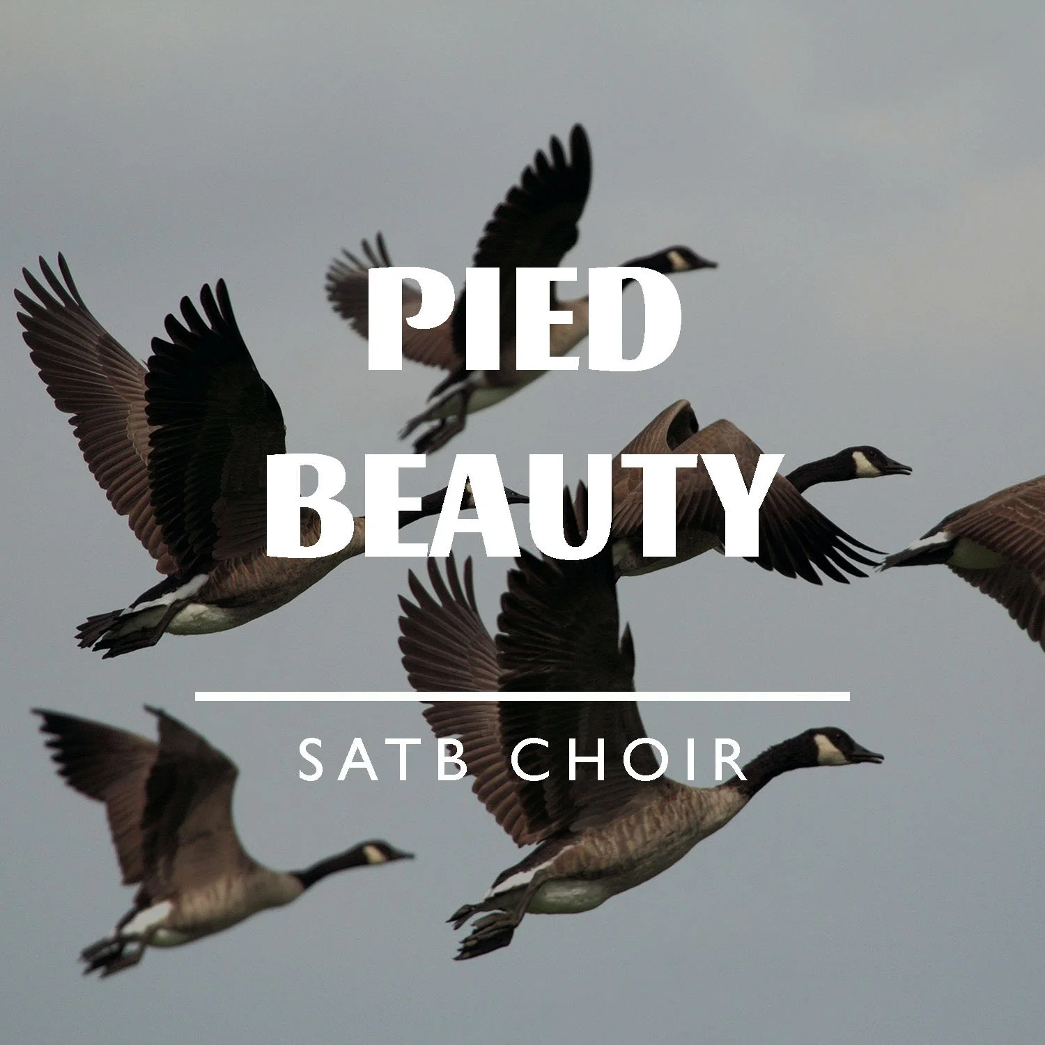 Thumbnail image of composition Pied Beauty by Tim Mallis