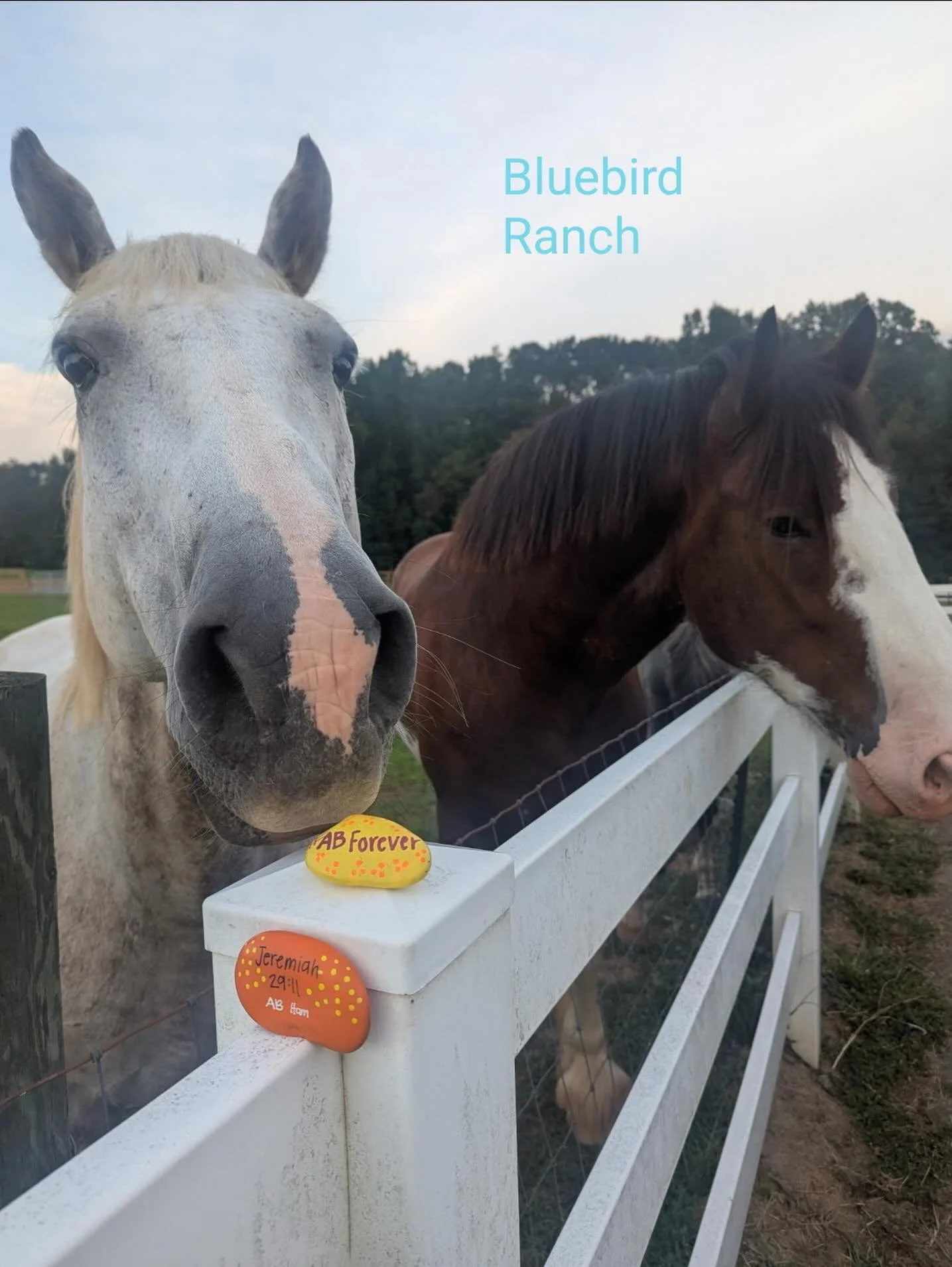 Bluebird Ranch- Newnan, Georgia. 💛