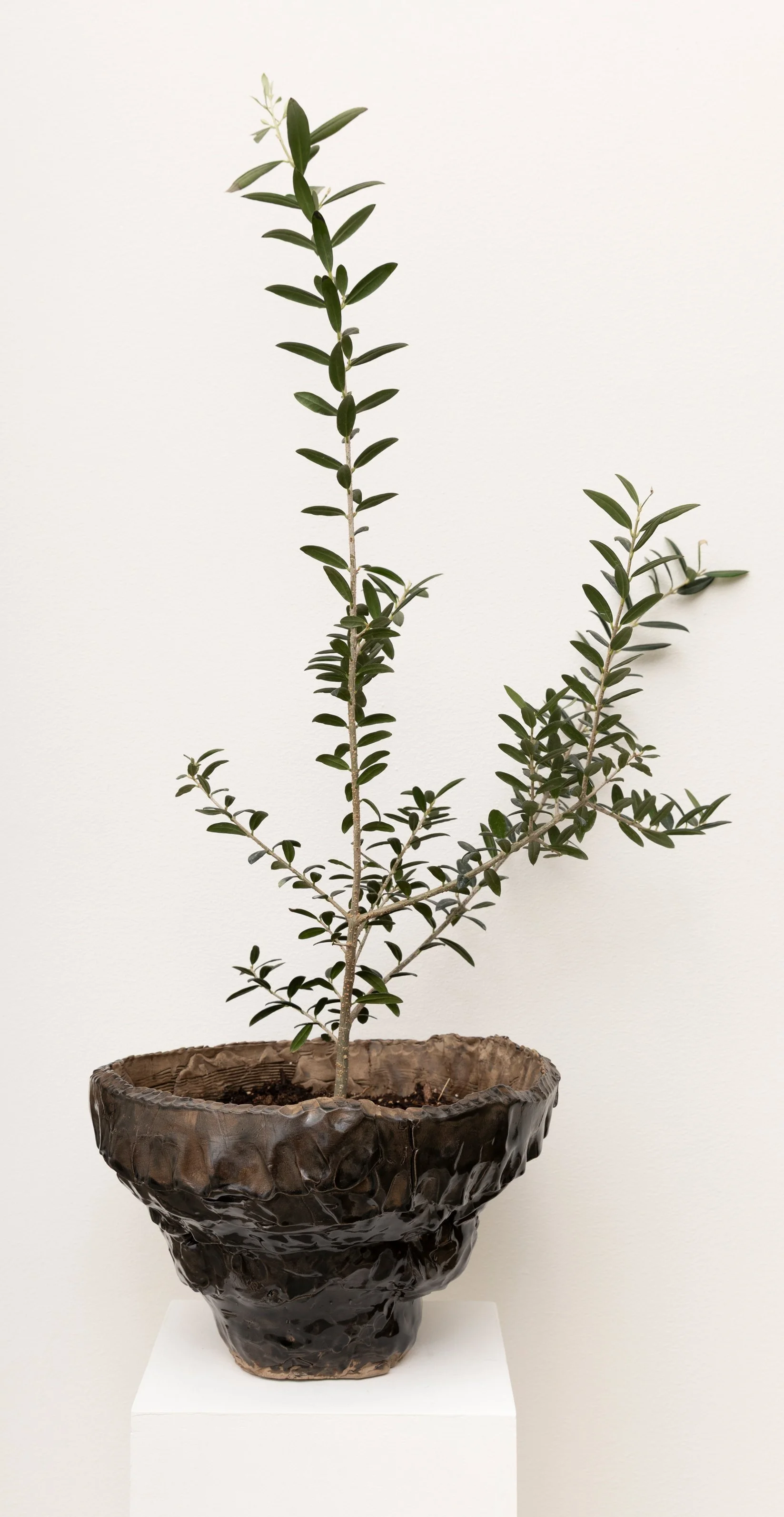 Untitled (olive pit)