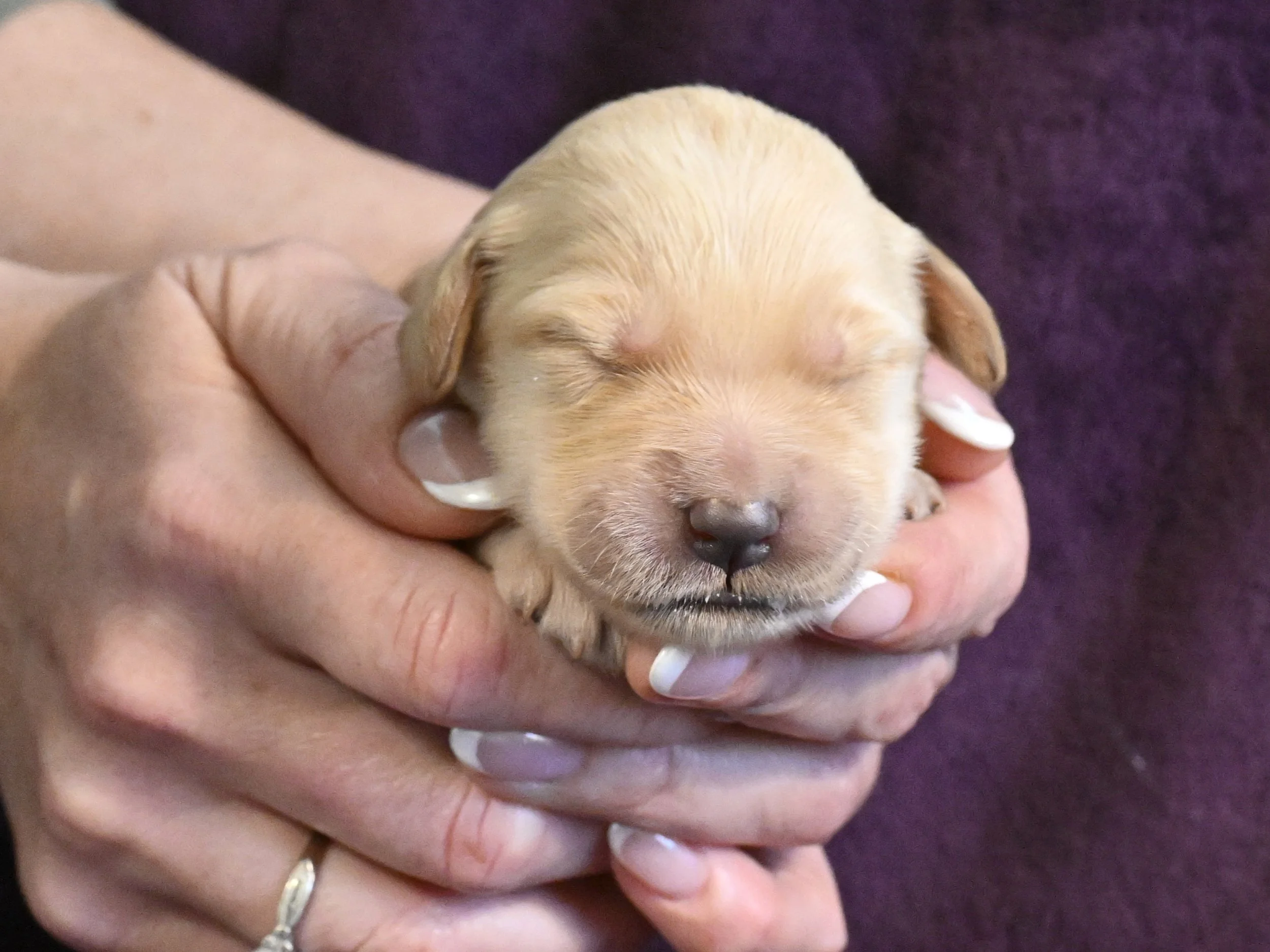 A person holding a tiny, sleeping, yellow Labrador Retriever puppy with closed eyes and pink ears.