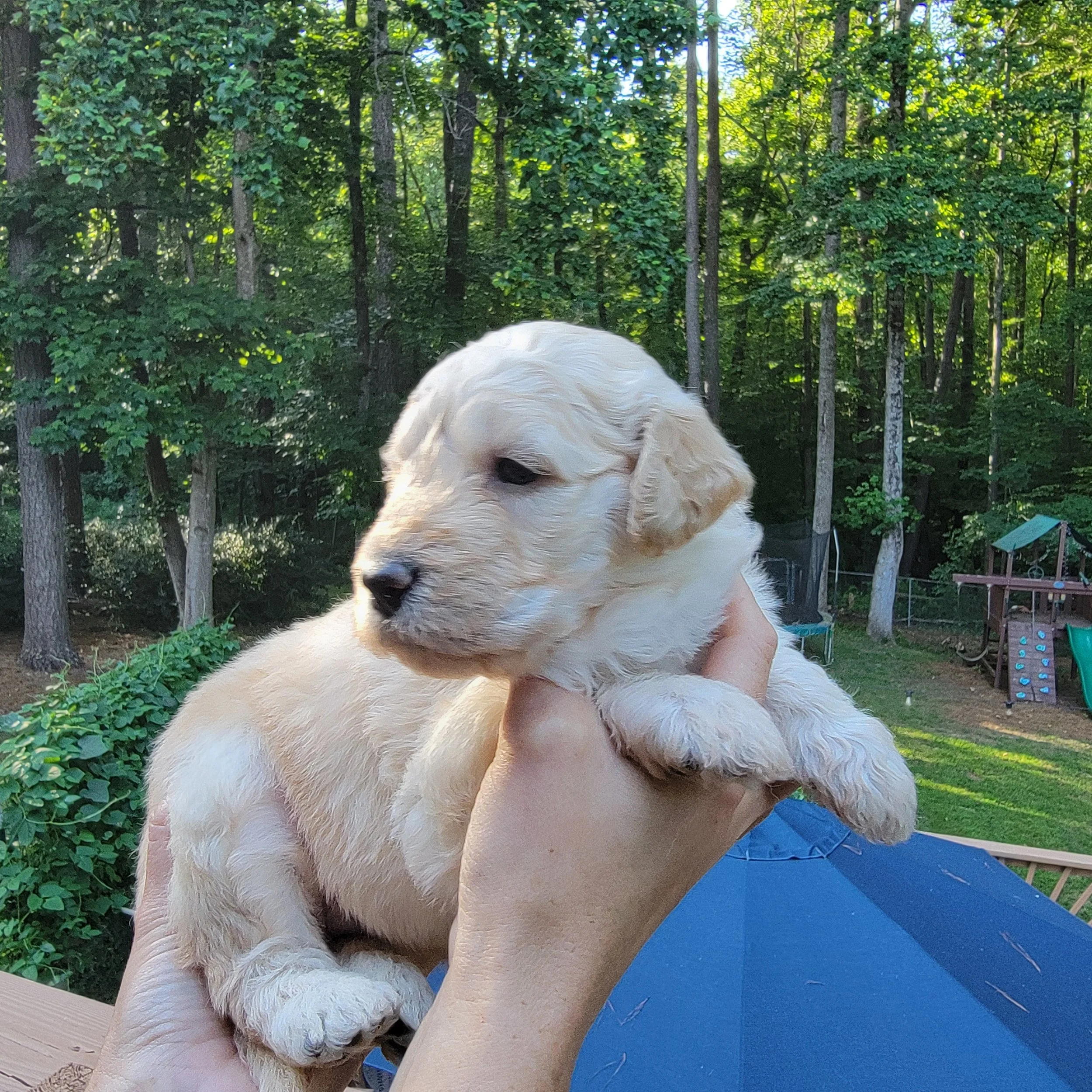 A person holding a light-colored puppy with floppy ears and a black nose outside in front of a brick house.